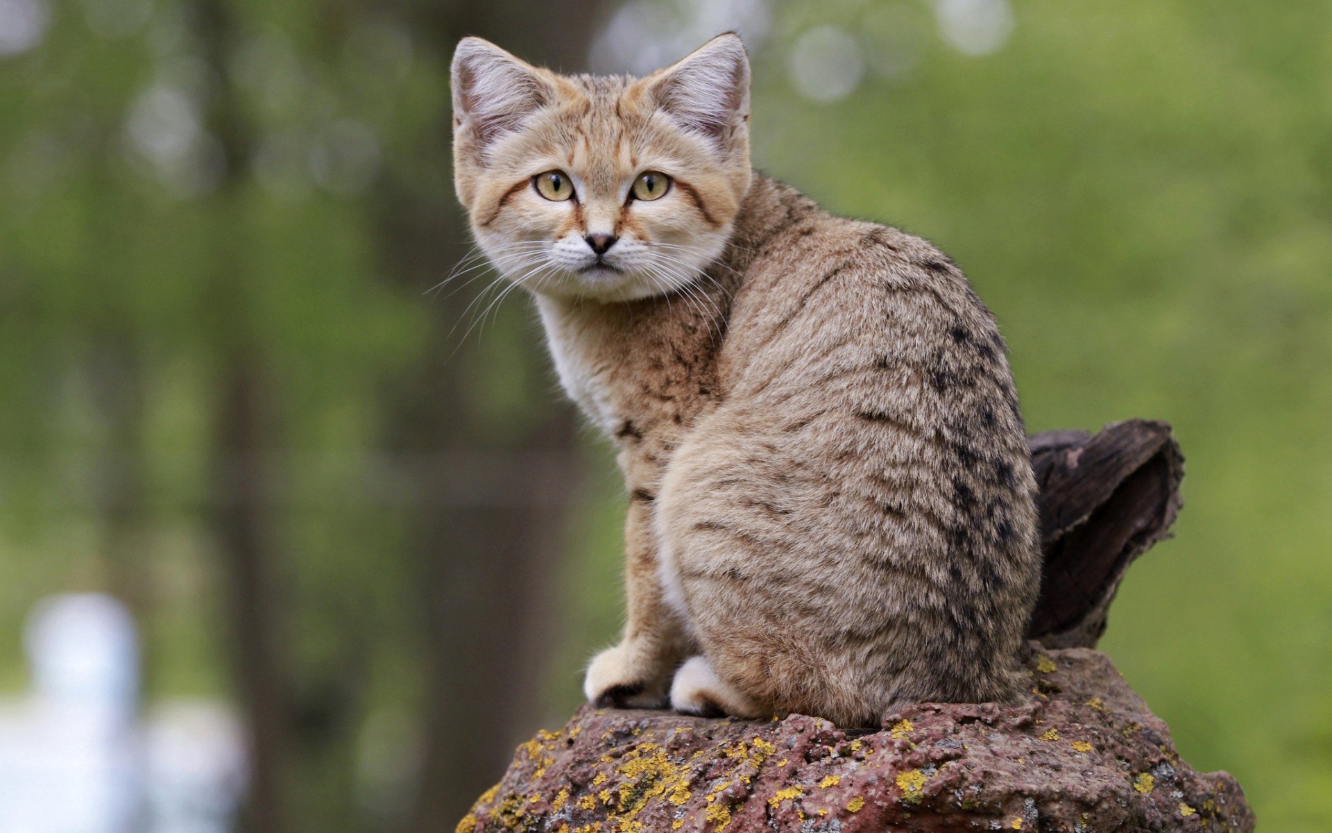 Sand Cat Wallpapers