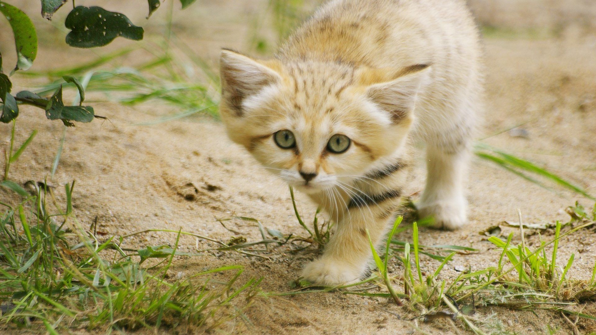 Sand Cat Wallpapers