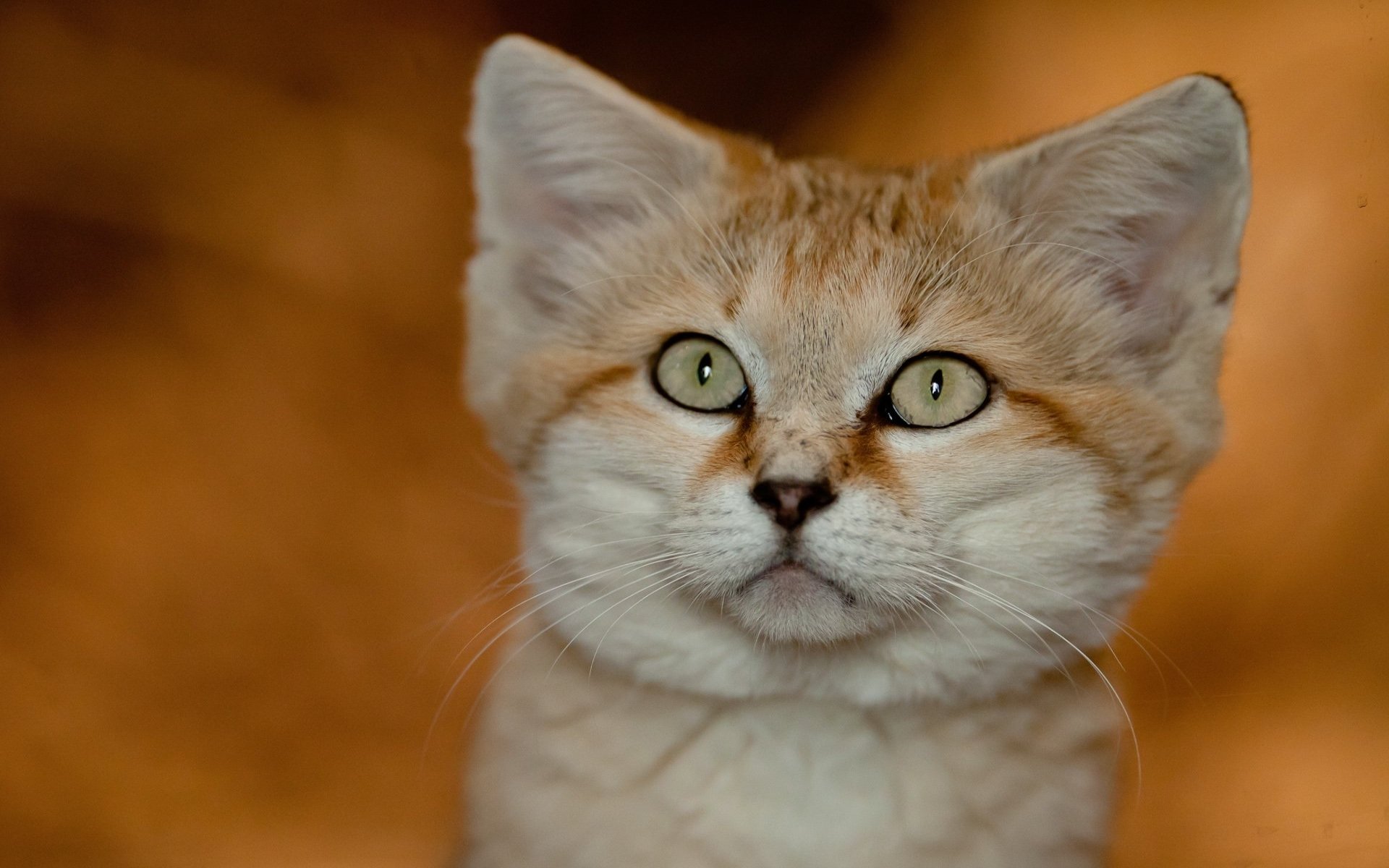 Sand Cat Wallpapers