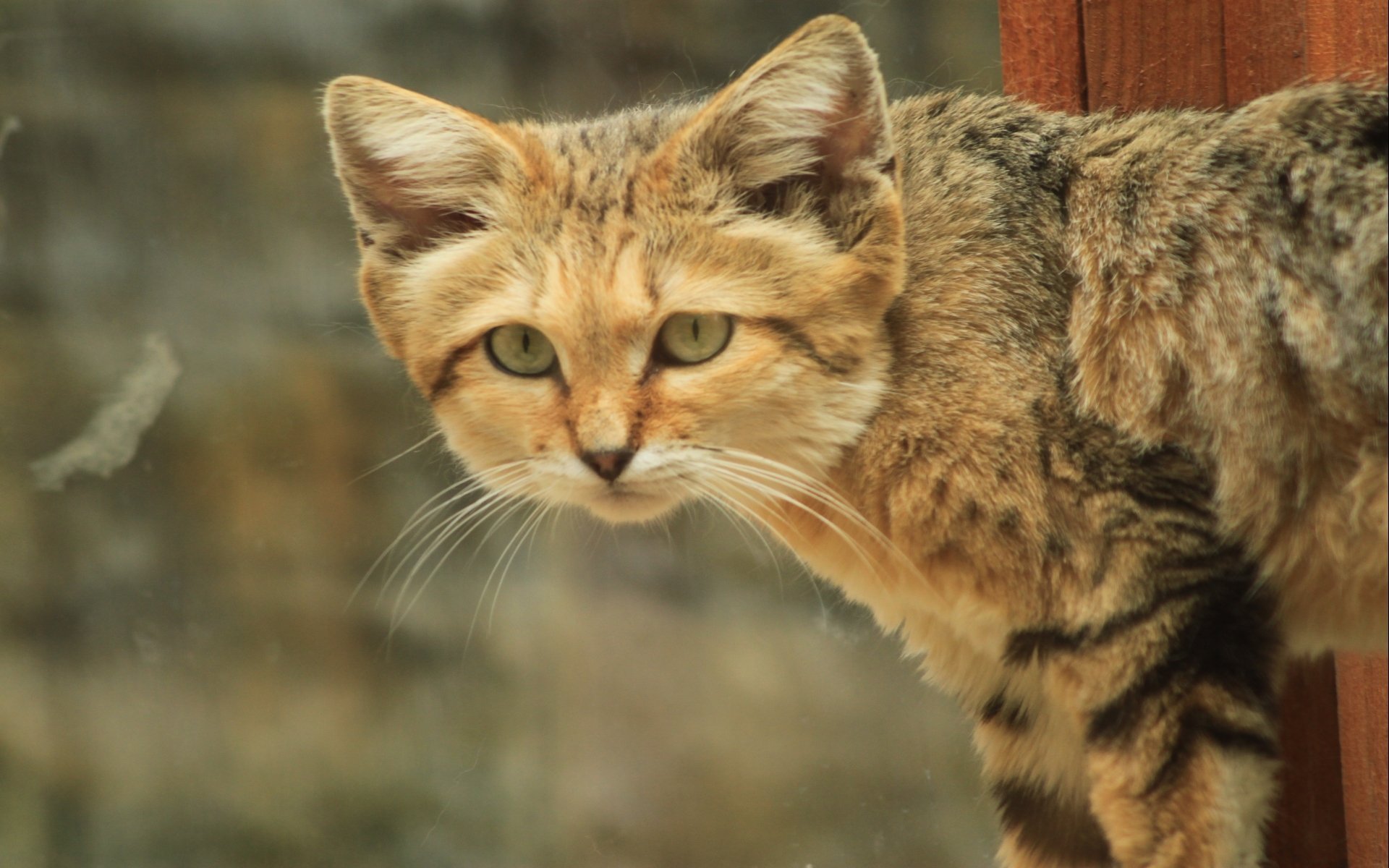 Sand Cat Wallpapers