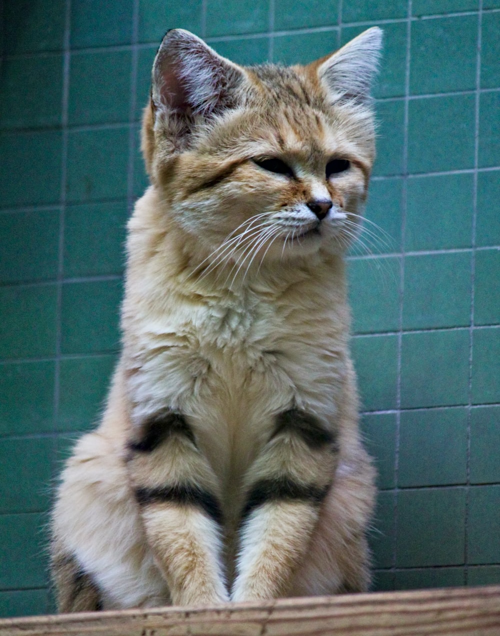 Sand Cat Wallpapers