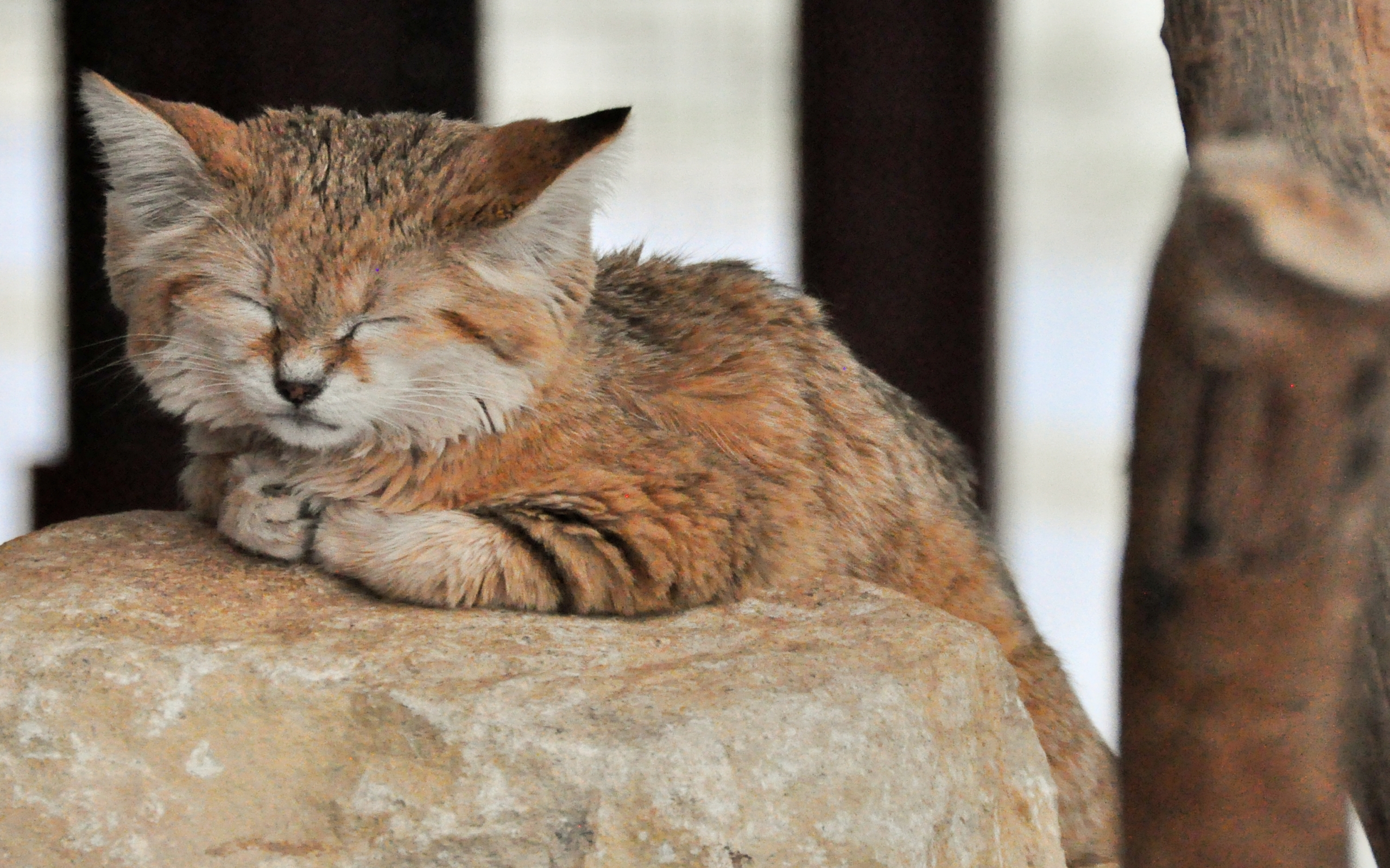 Sand Cat Wallpapers