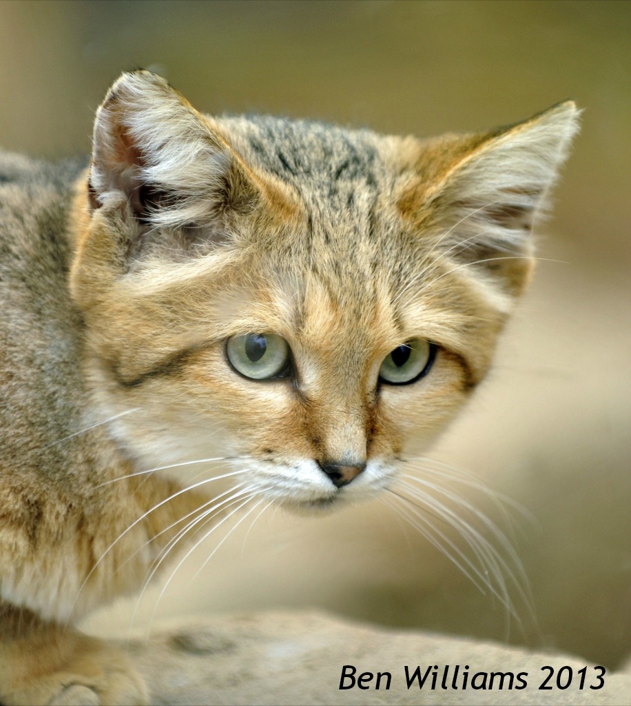 Sand Cat Wallpapers