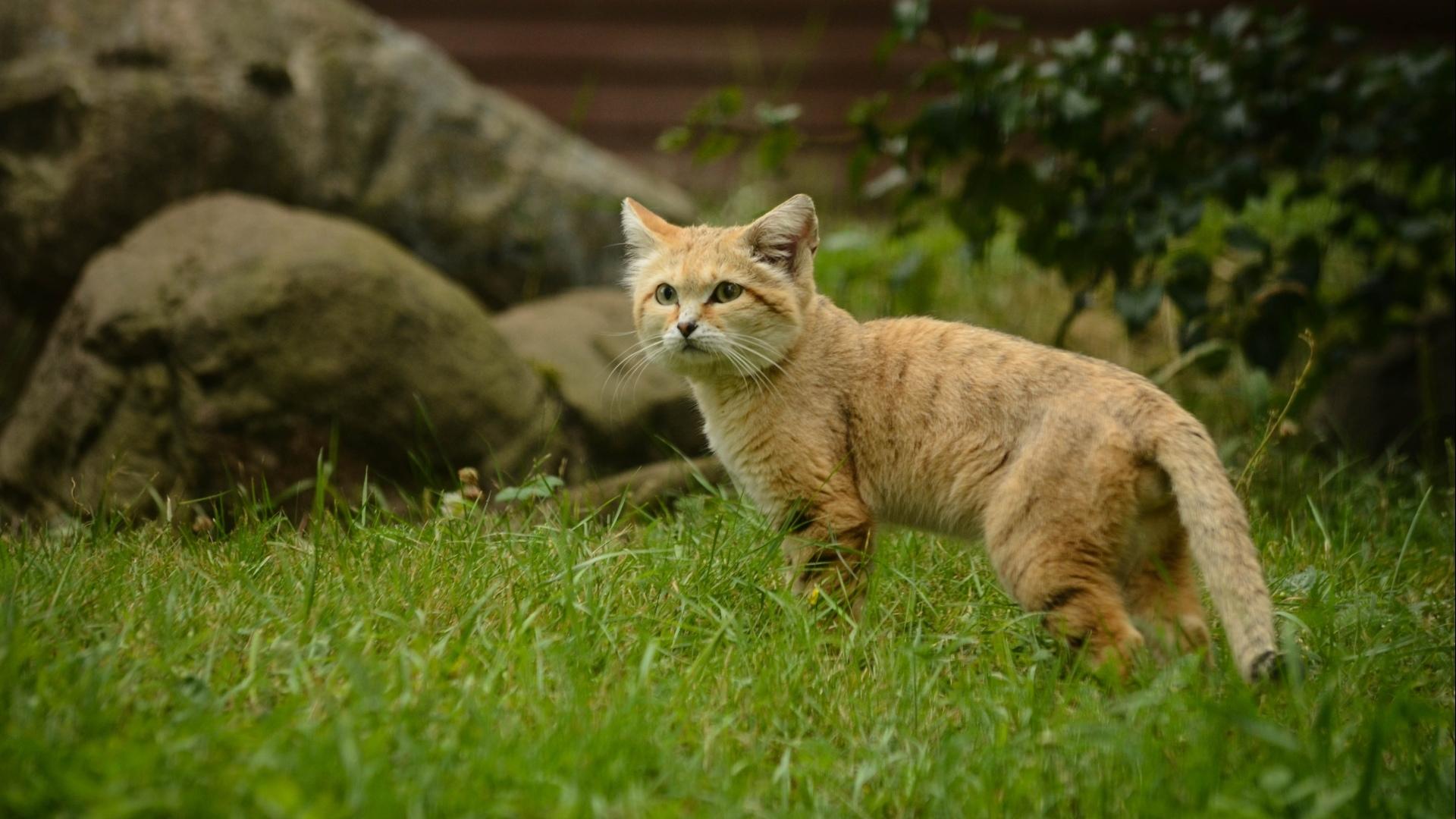 Sand Cat Wallpapers