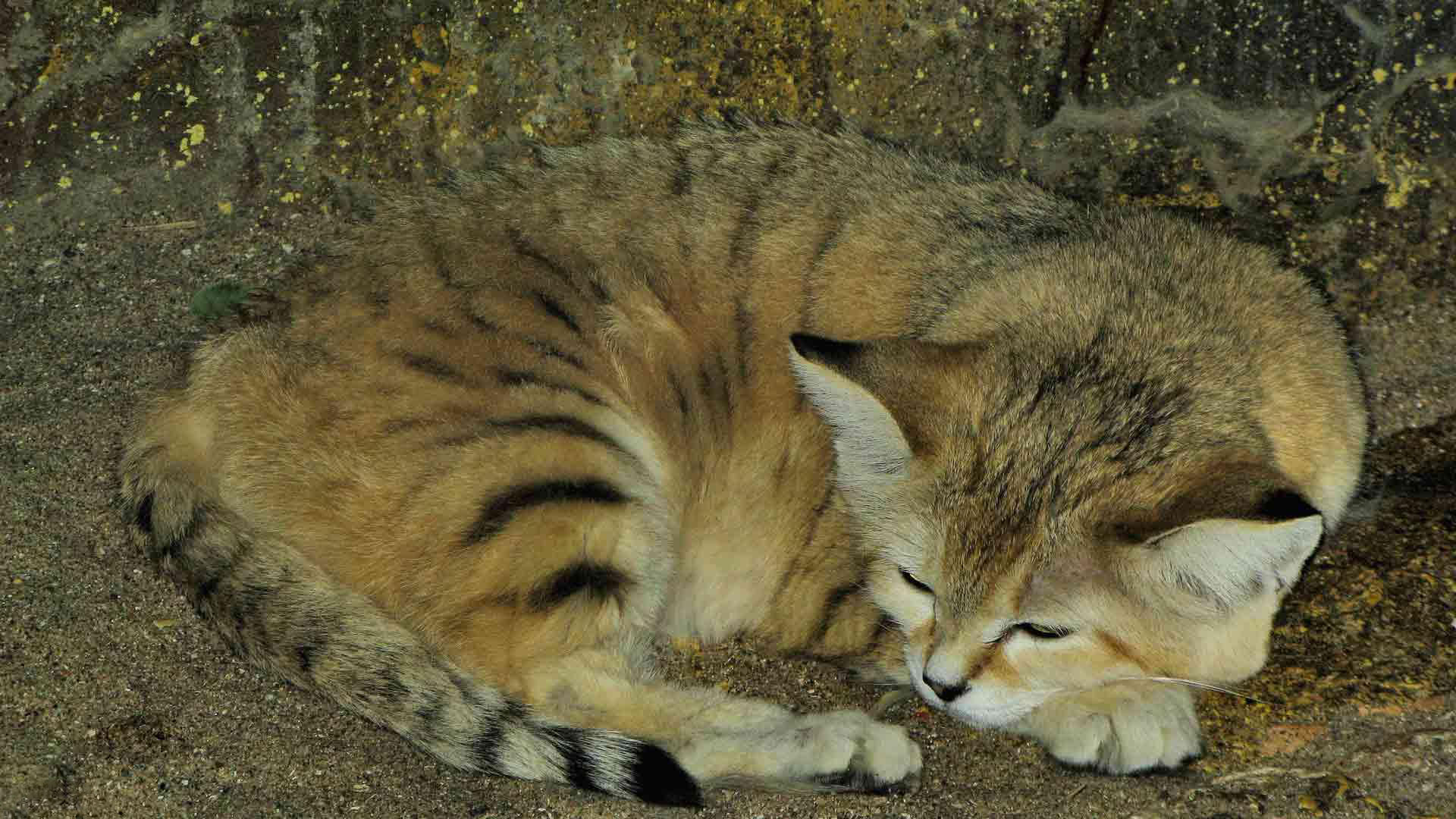 Sand Cat Wallpapers