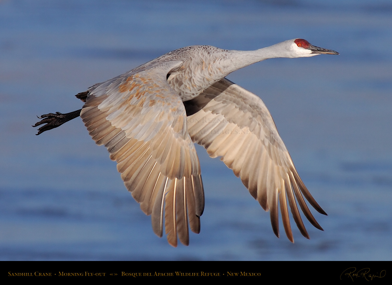 Sandhill Crane Wallpapers