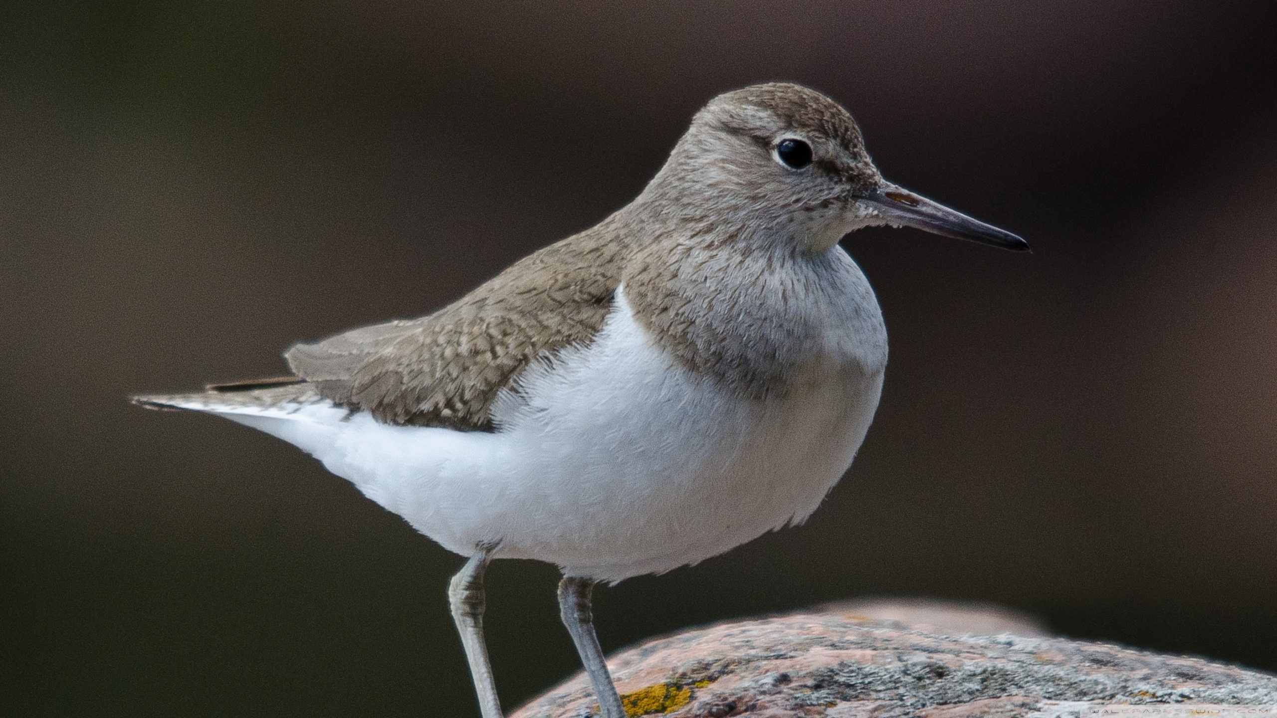 Sandpiper Wallpapers