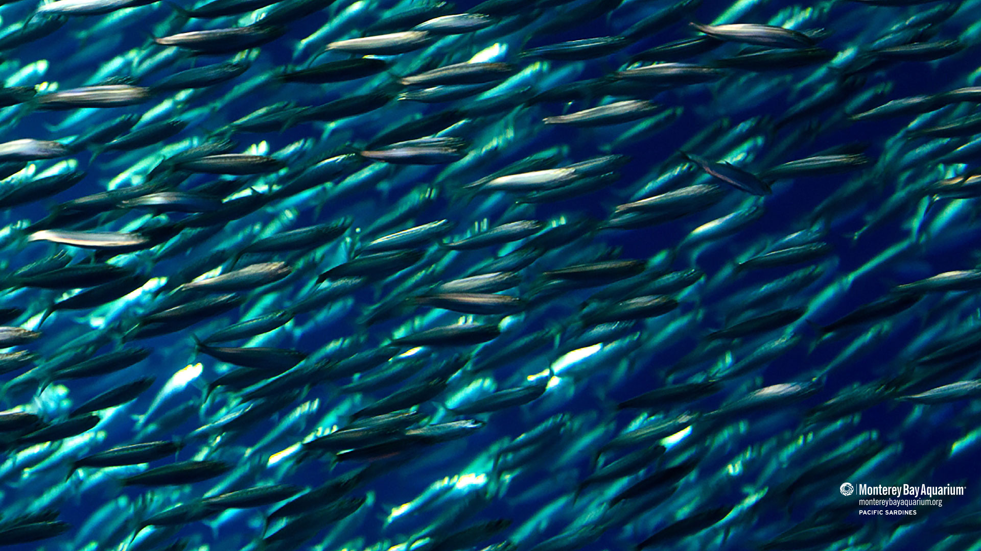 Sardines Wallpapers