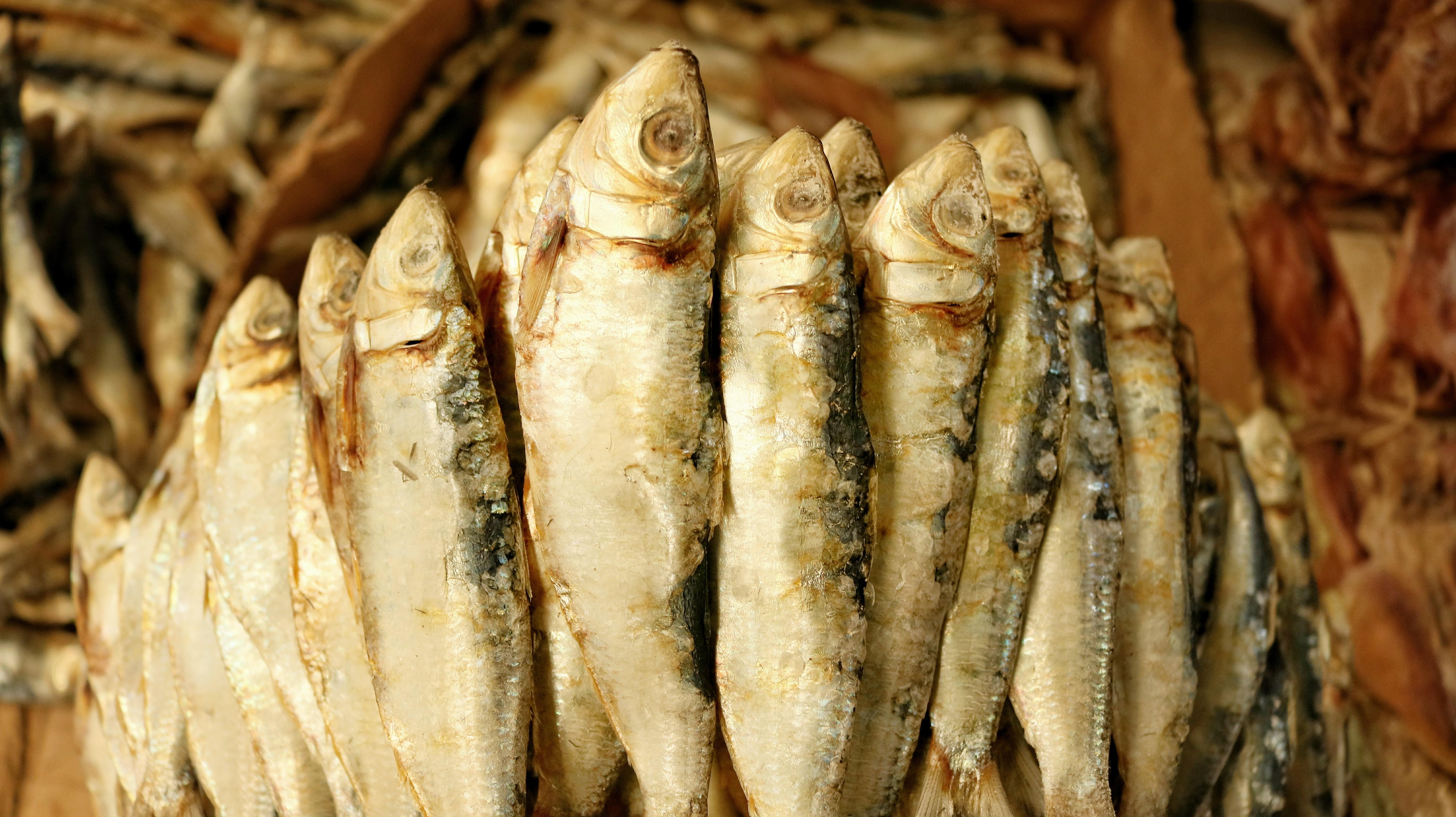 Sardines Wallpapers