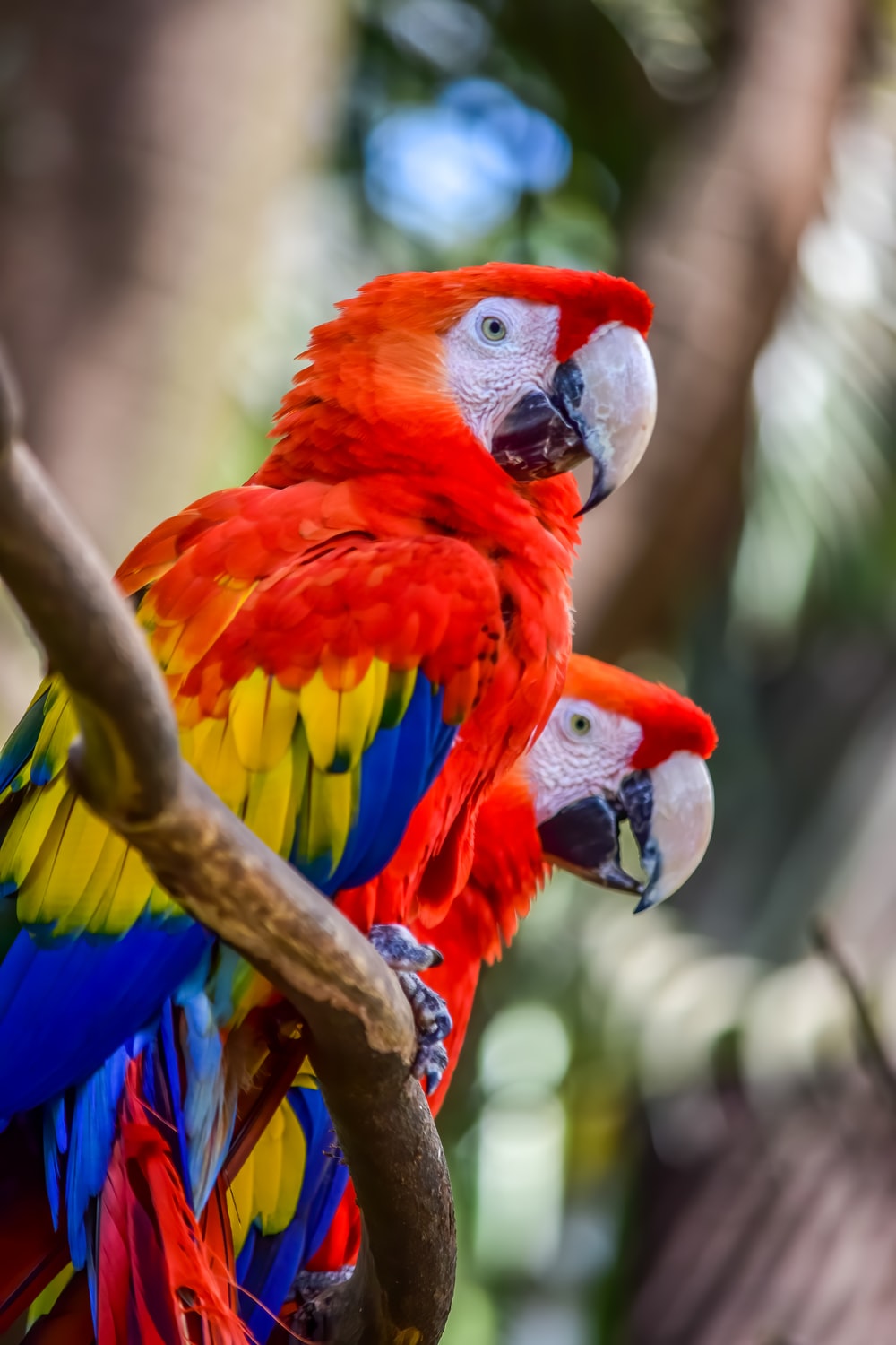 Scarlet Macaw Wallpapers