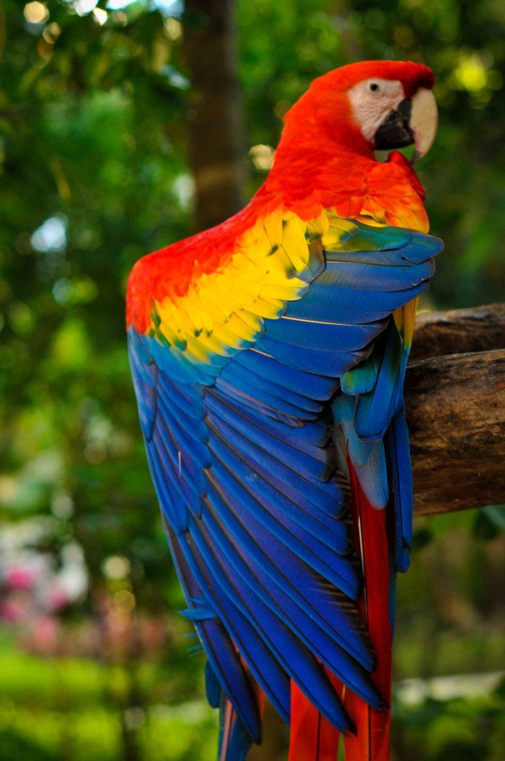 Scarlet Macaw Wallpapers