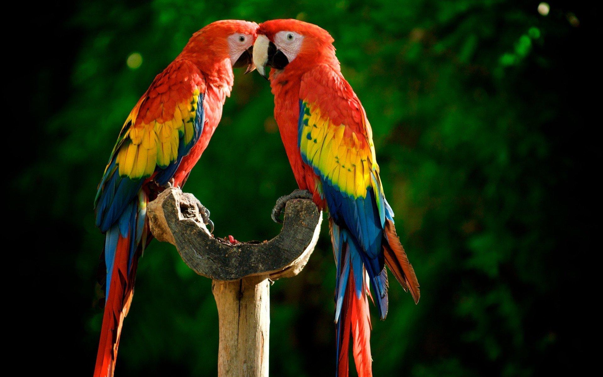 Scarlet Macaw Wallpapers