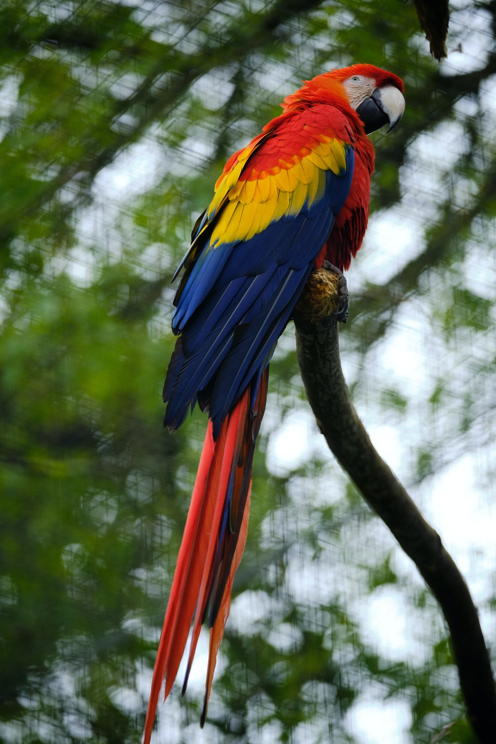 Scarlet Macaw Wallpapers