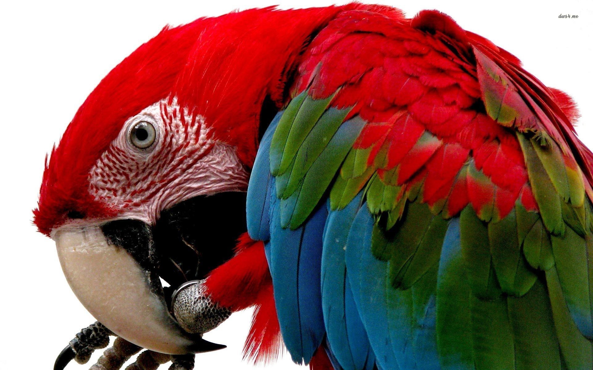 Scarlet Macaw Wallpapers