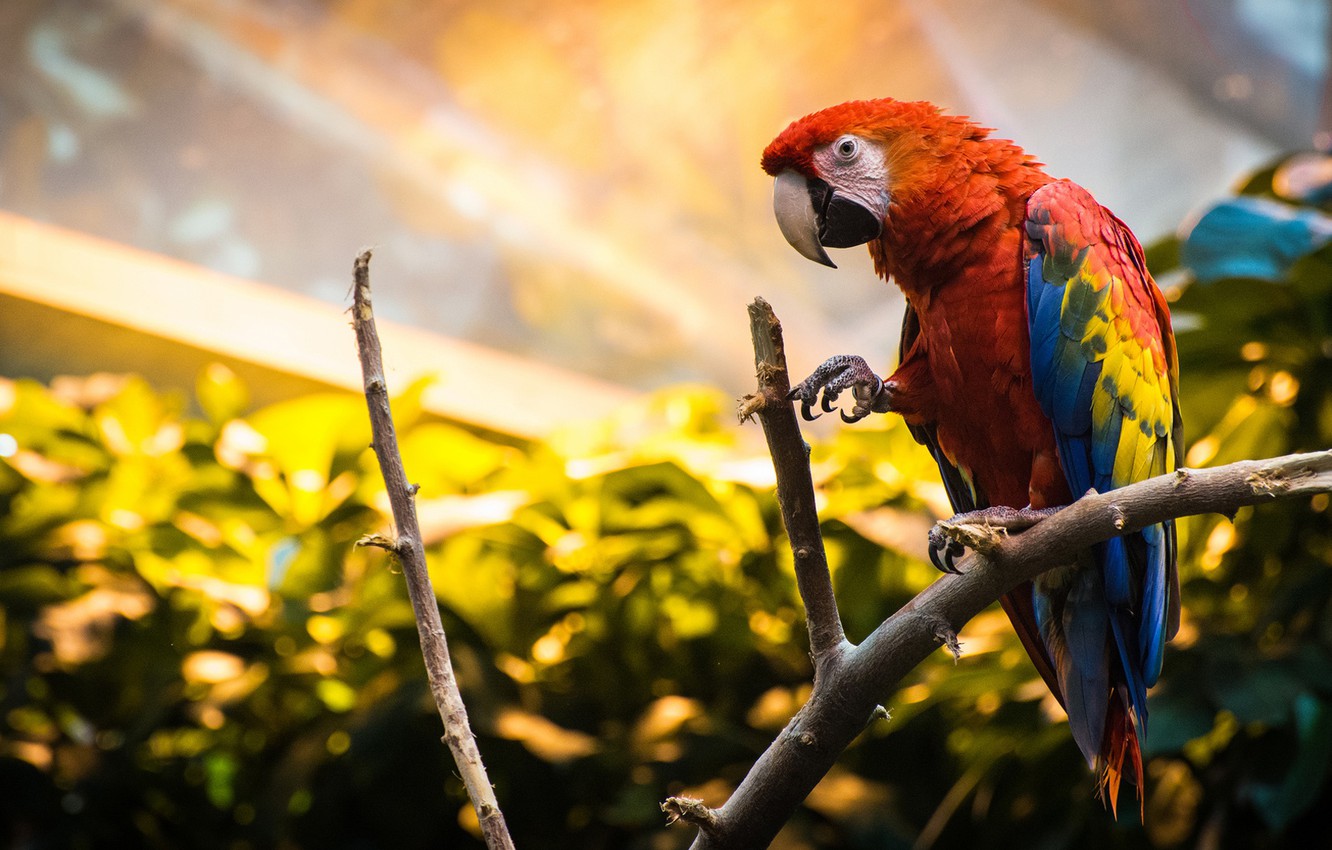 Scarlet Macaw Wallpapers