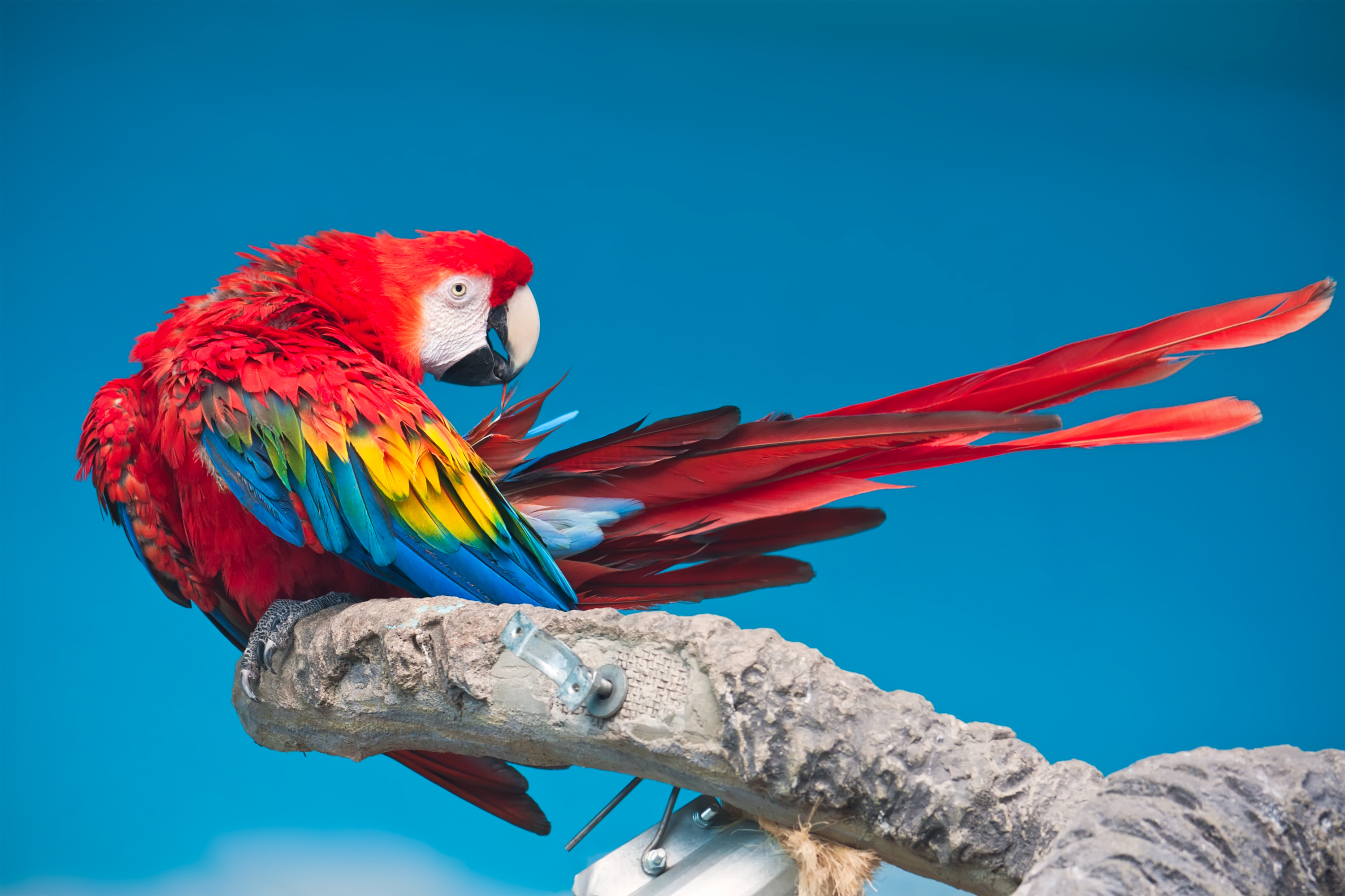 Scarlet Macaw Wallpapers