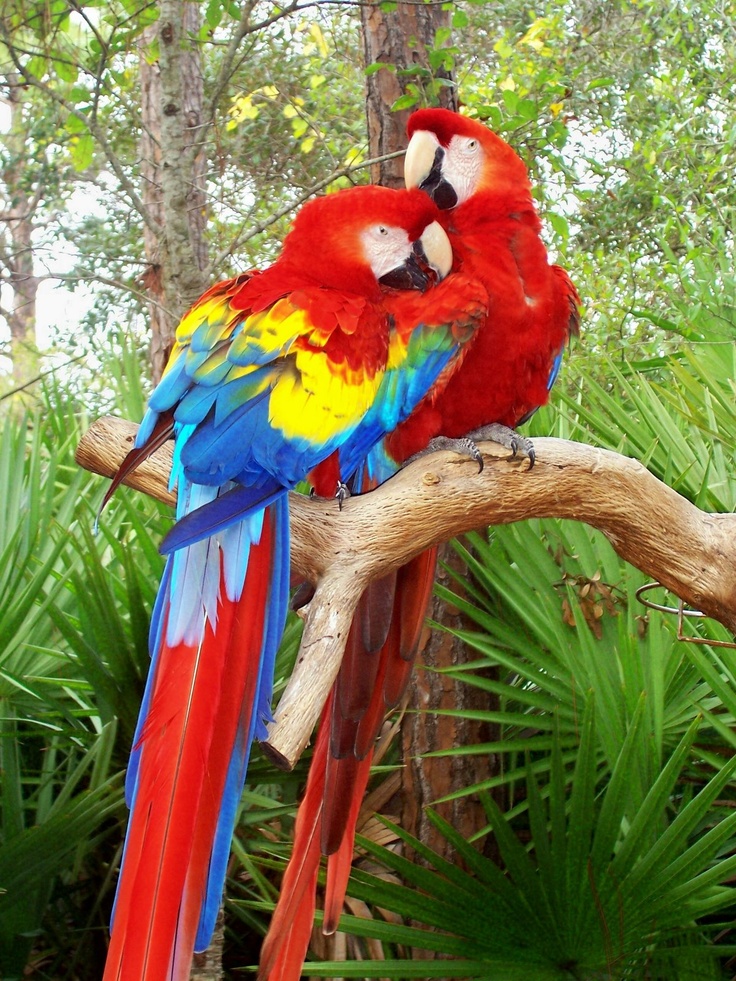 Scarlet Macaw Wallpapers