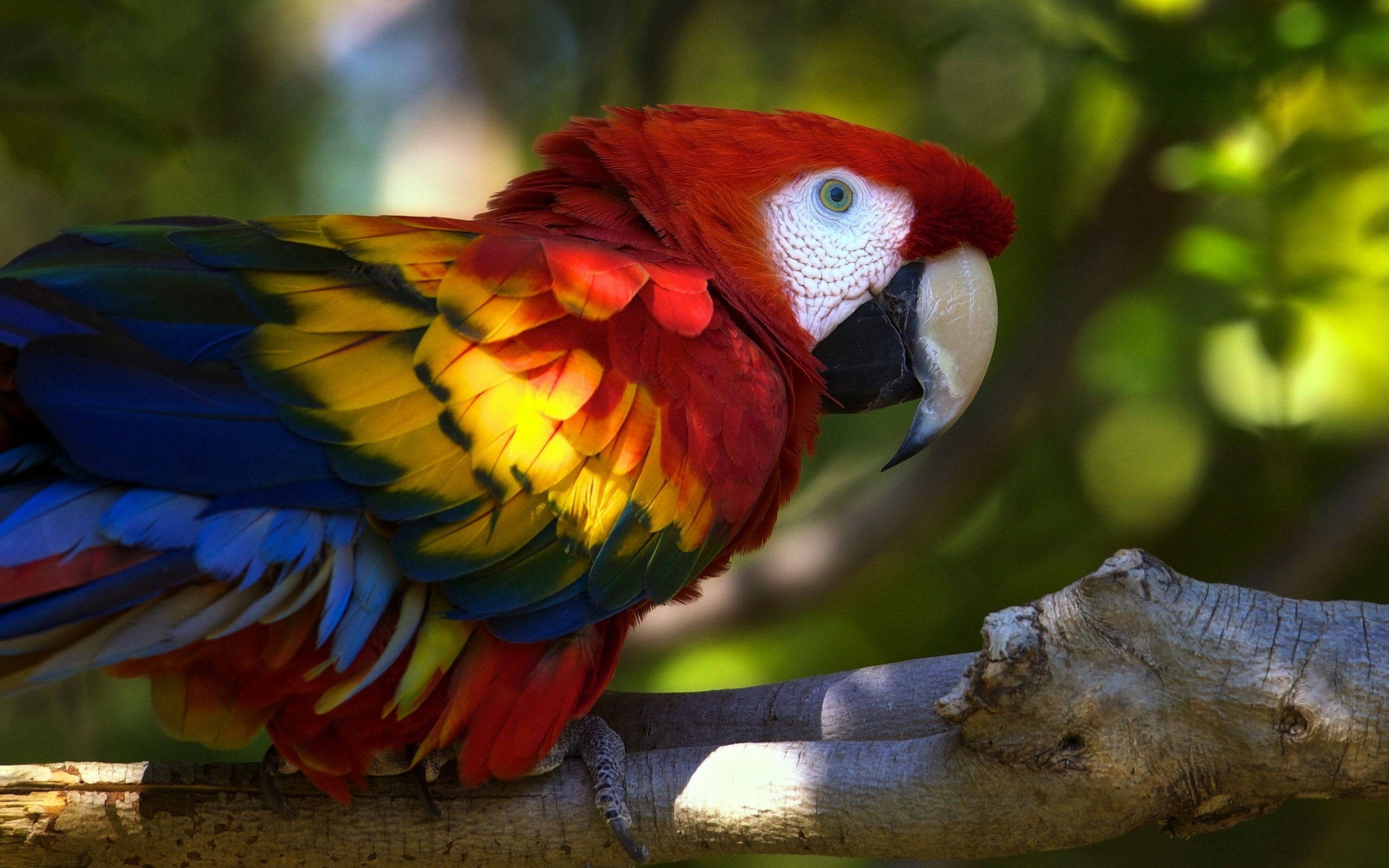 Scarlet Macaw Wallpapers