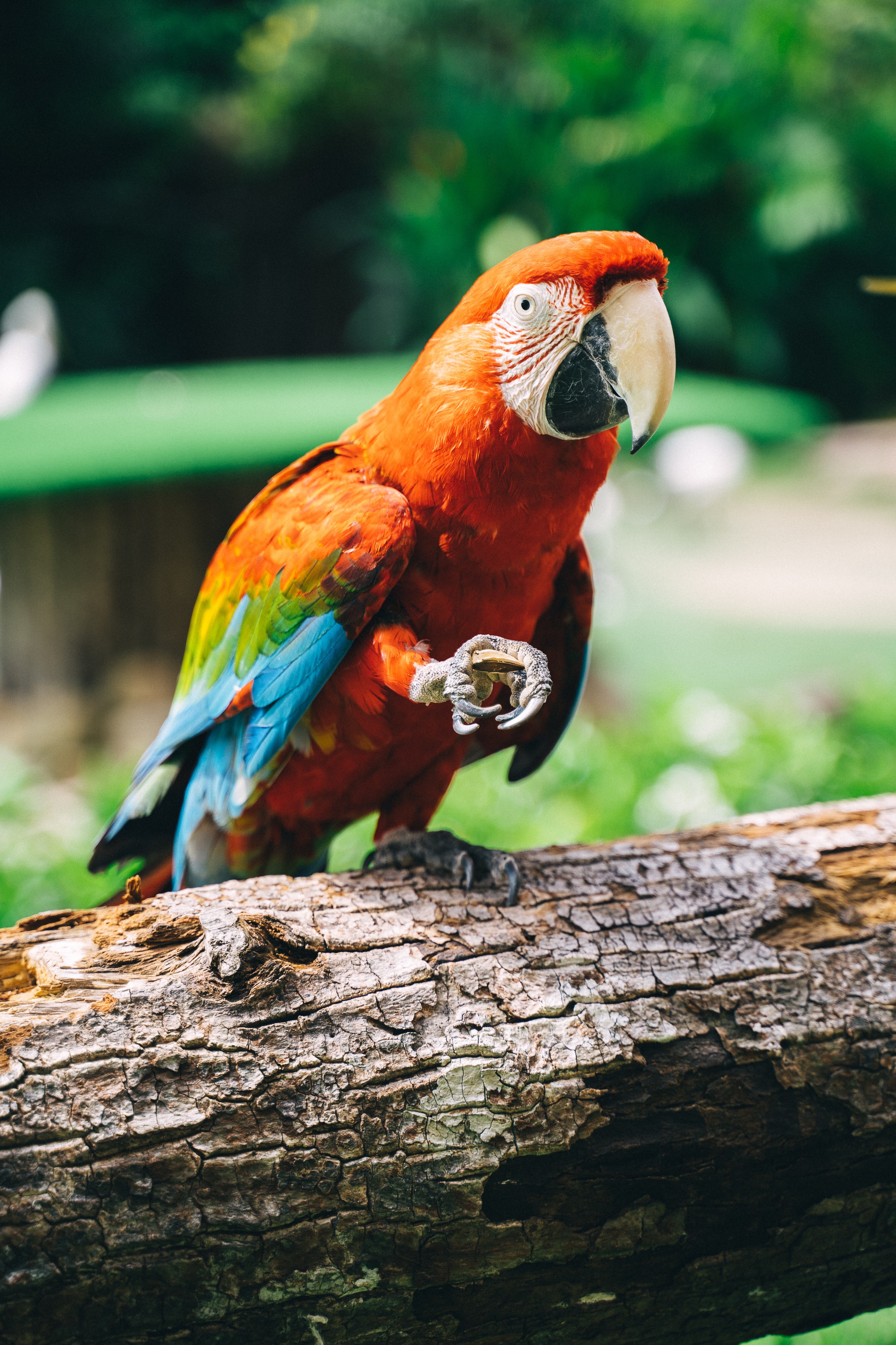 Scarlet Macaw Wallpapers