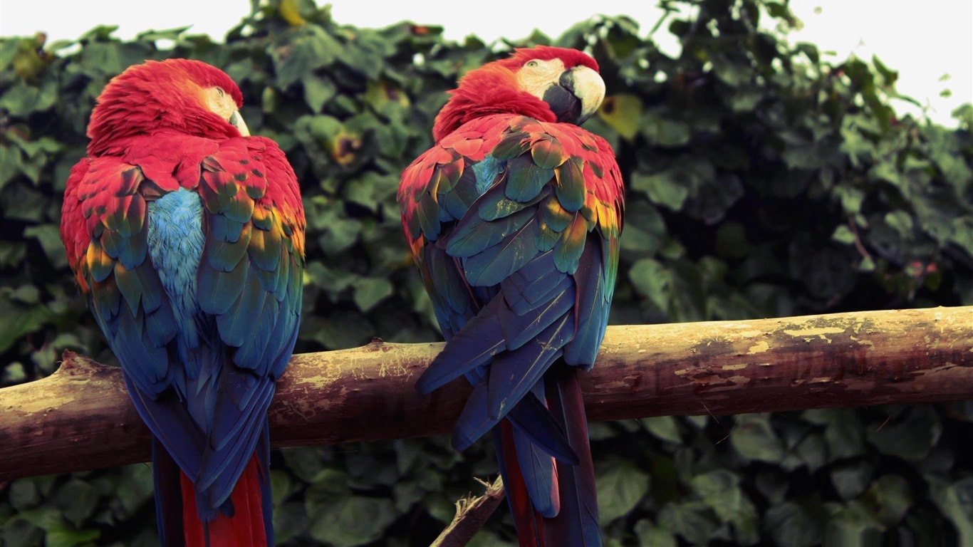 Scarlet Macaw Wallpapers