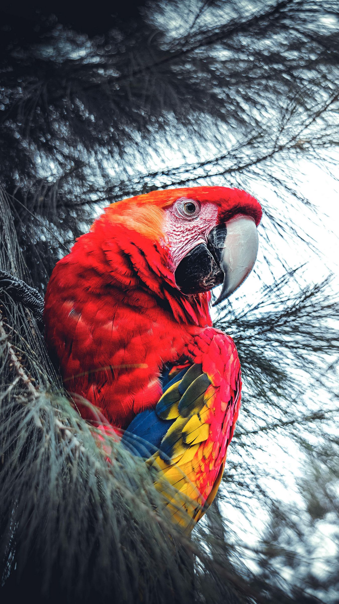 Scarlet Macaw Wallpapers