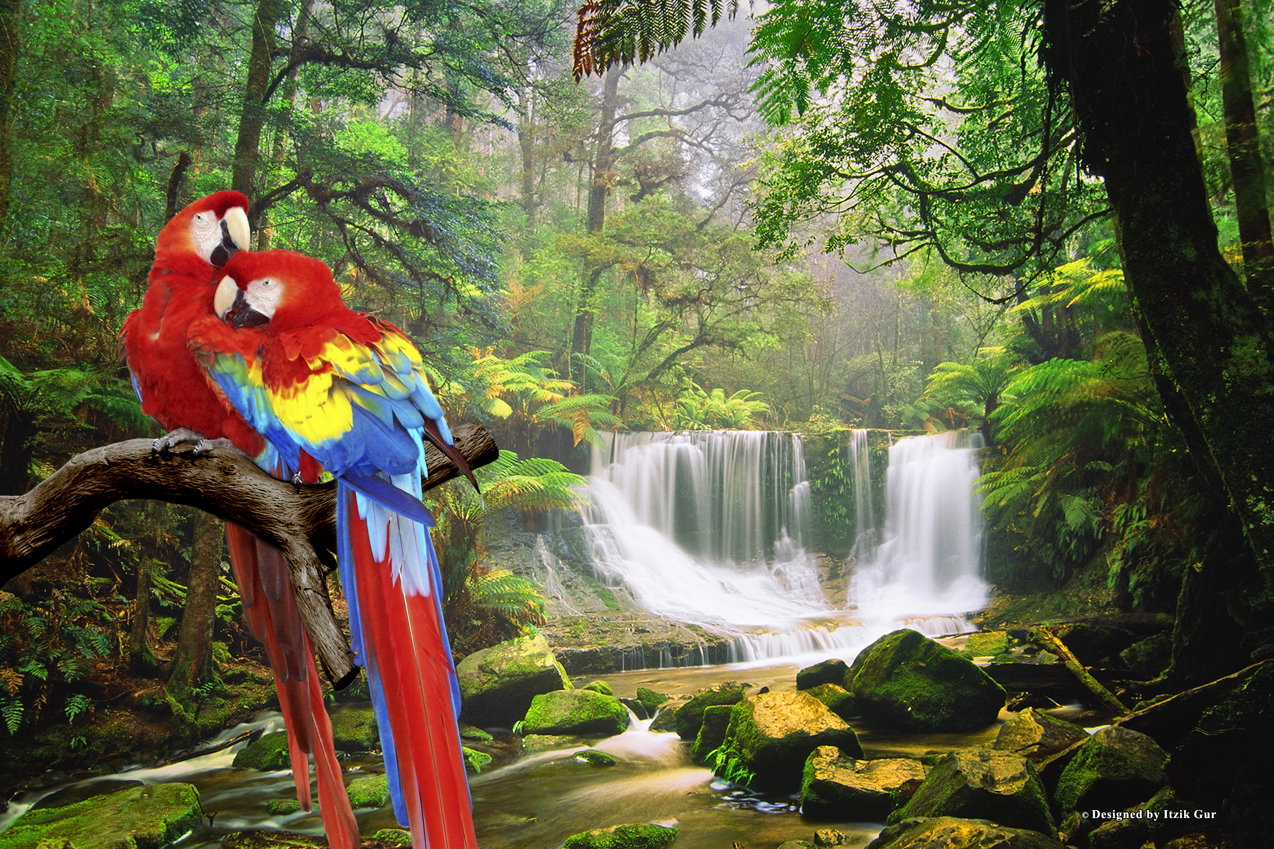 Scarlet Macaw Wallpapers