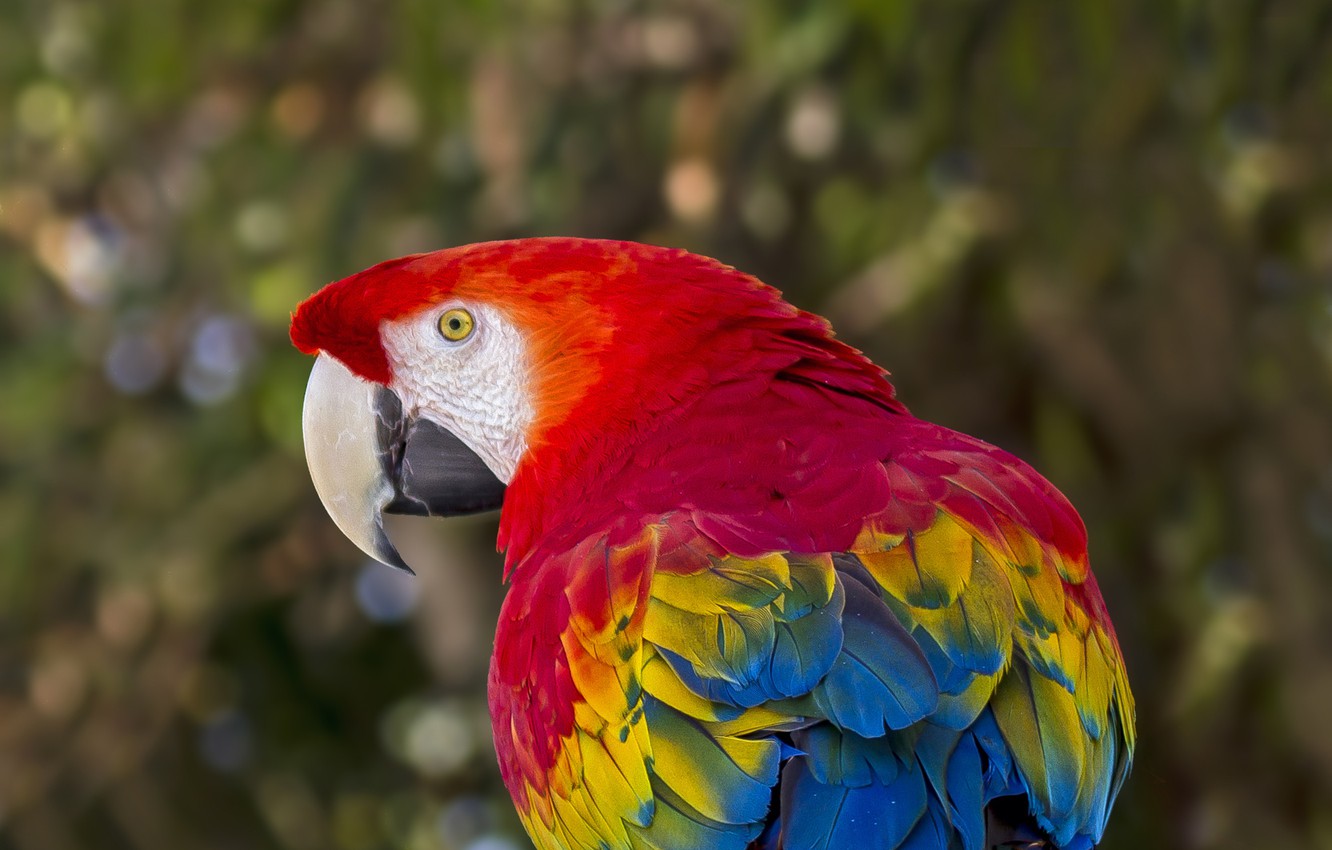 Scarlet Macaw Wallpapers