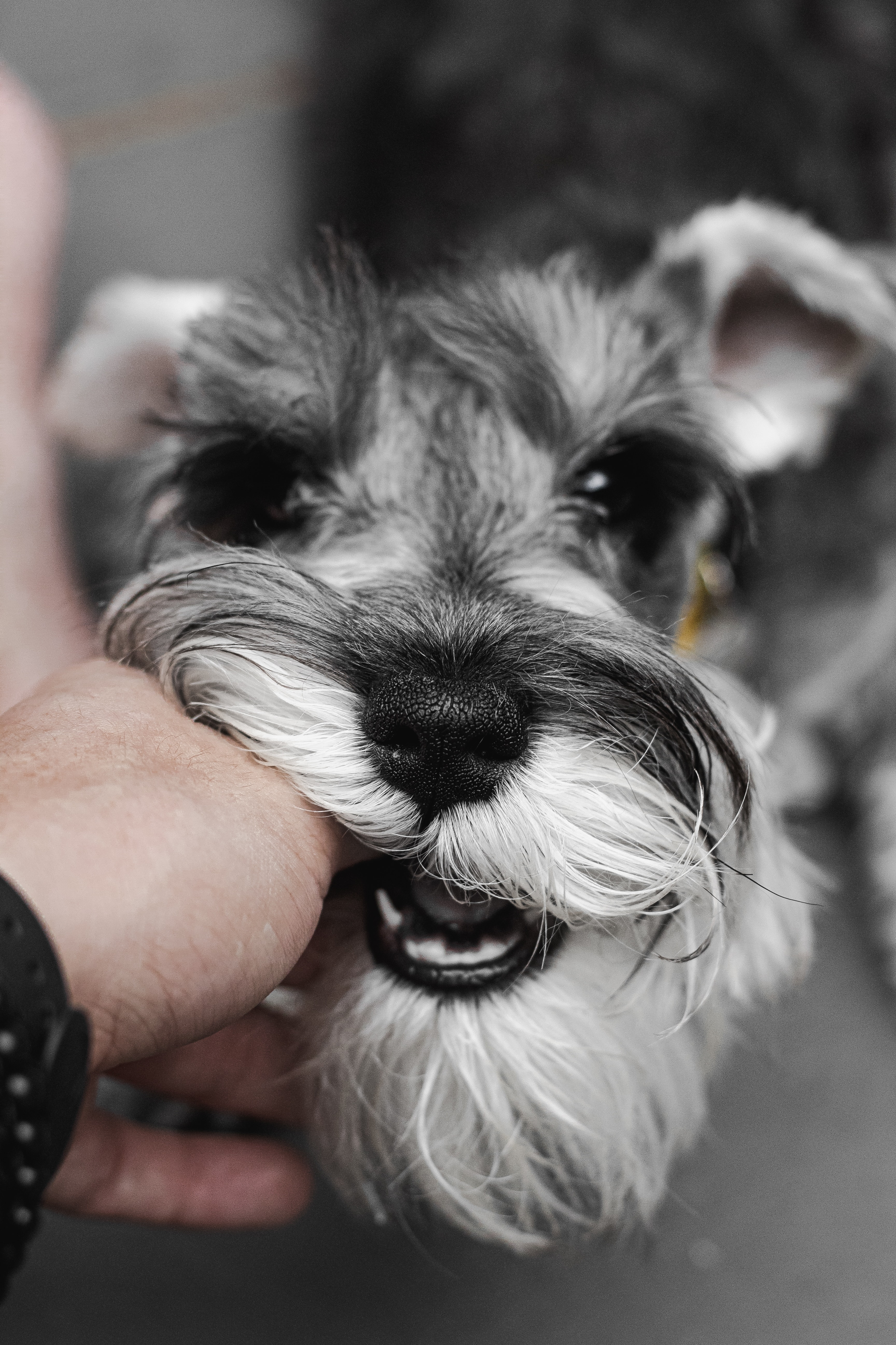 Schnauzer Wallpapers