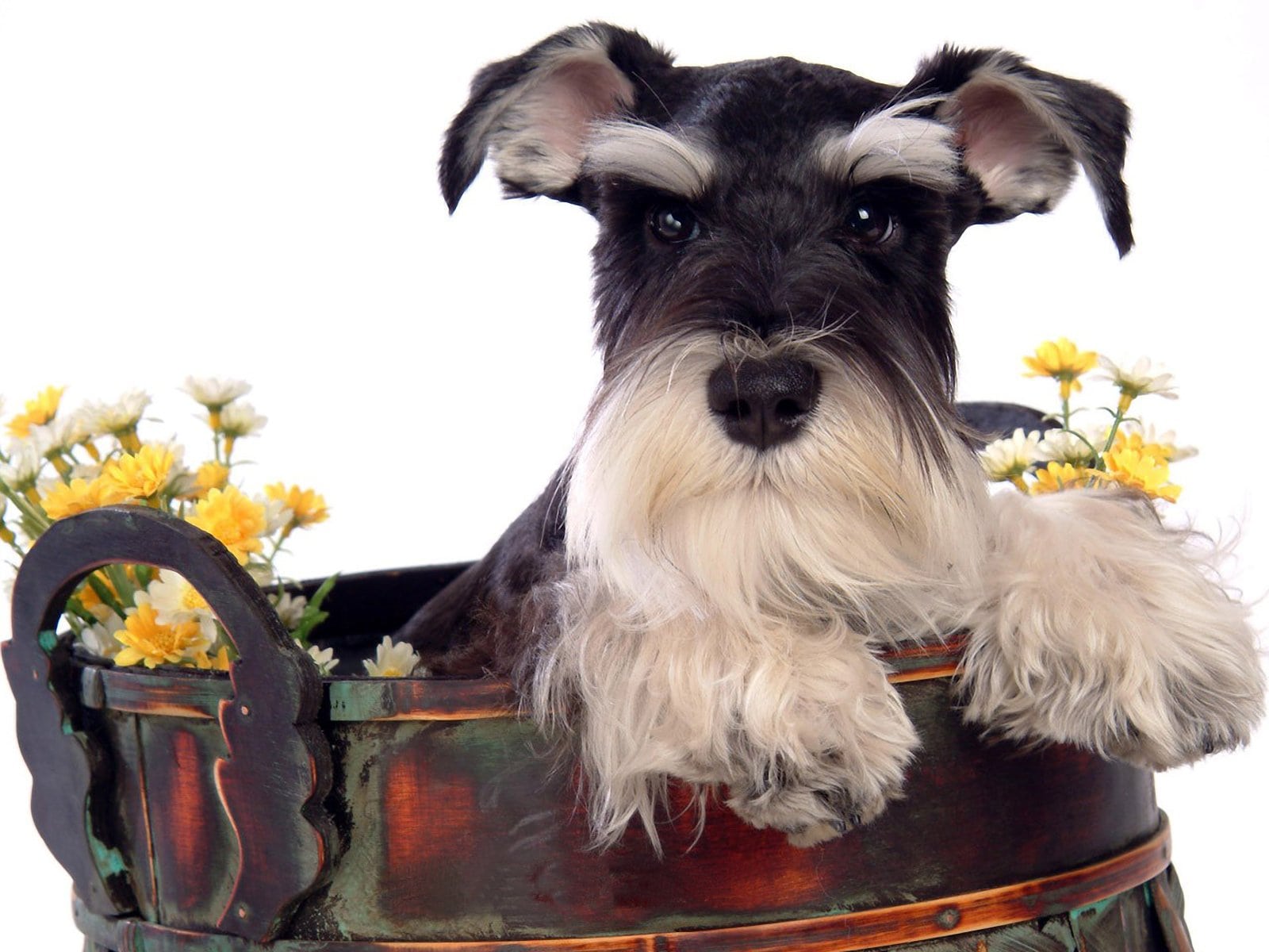 Schnauzer Wallpapers