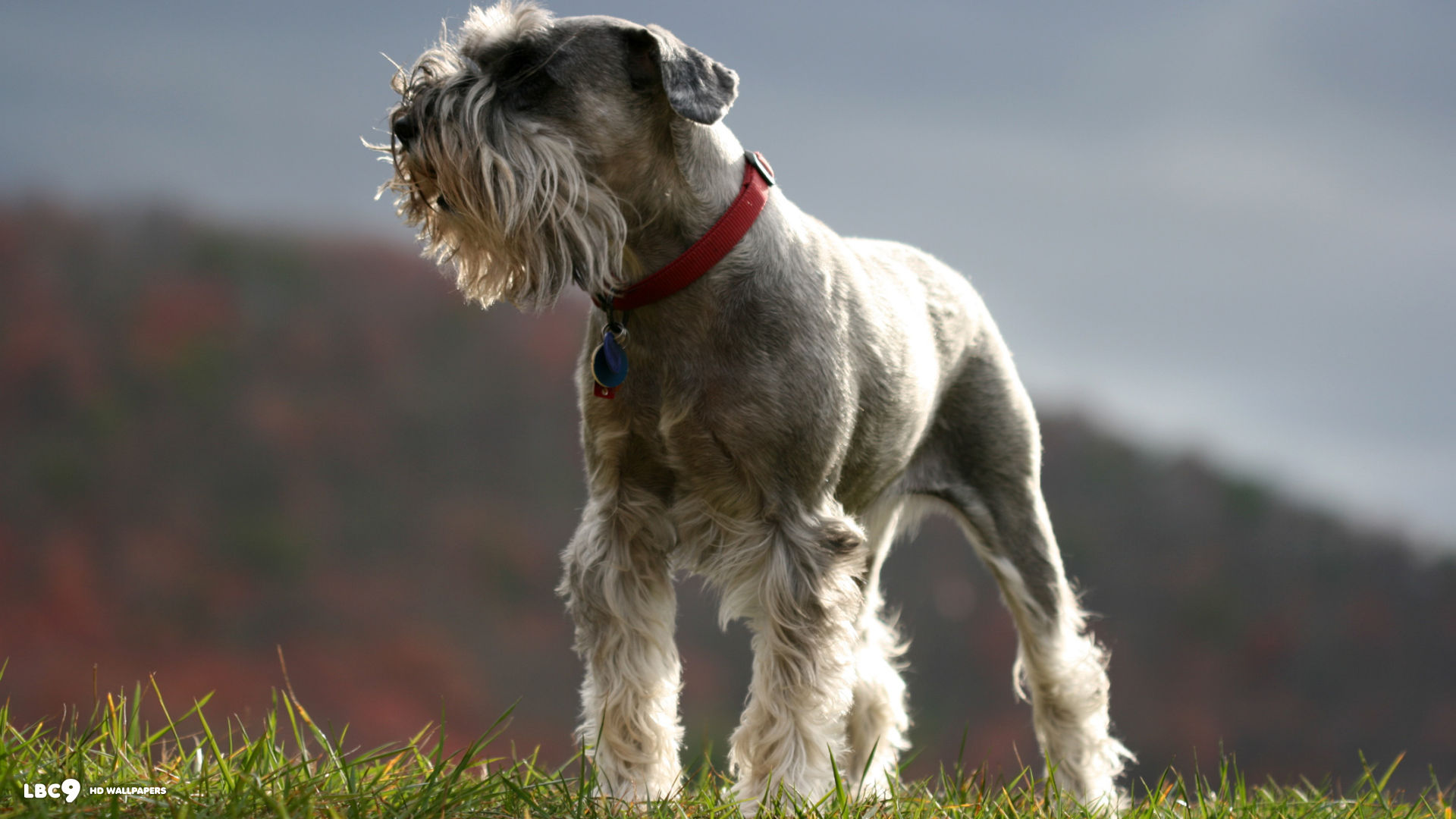 Schnauzer Wallpapers