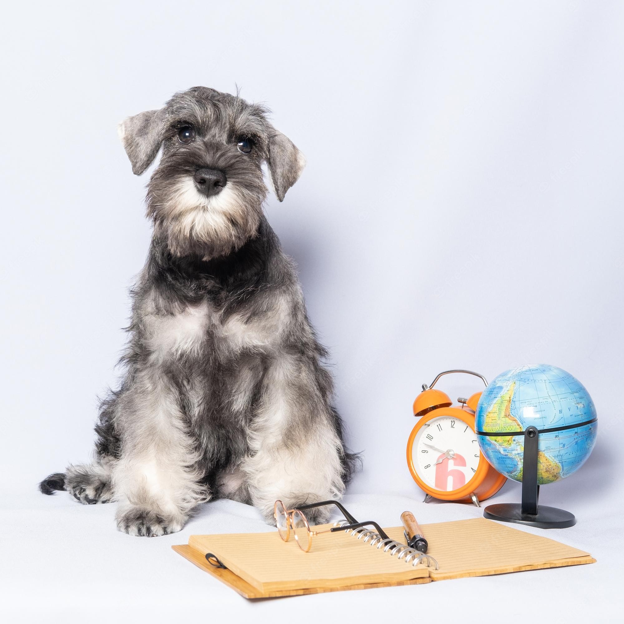 Schnauzer Wallpapers