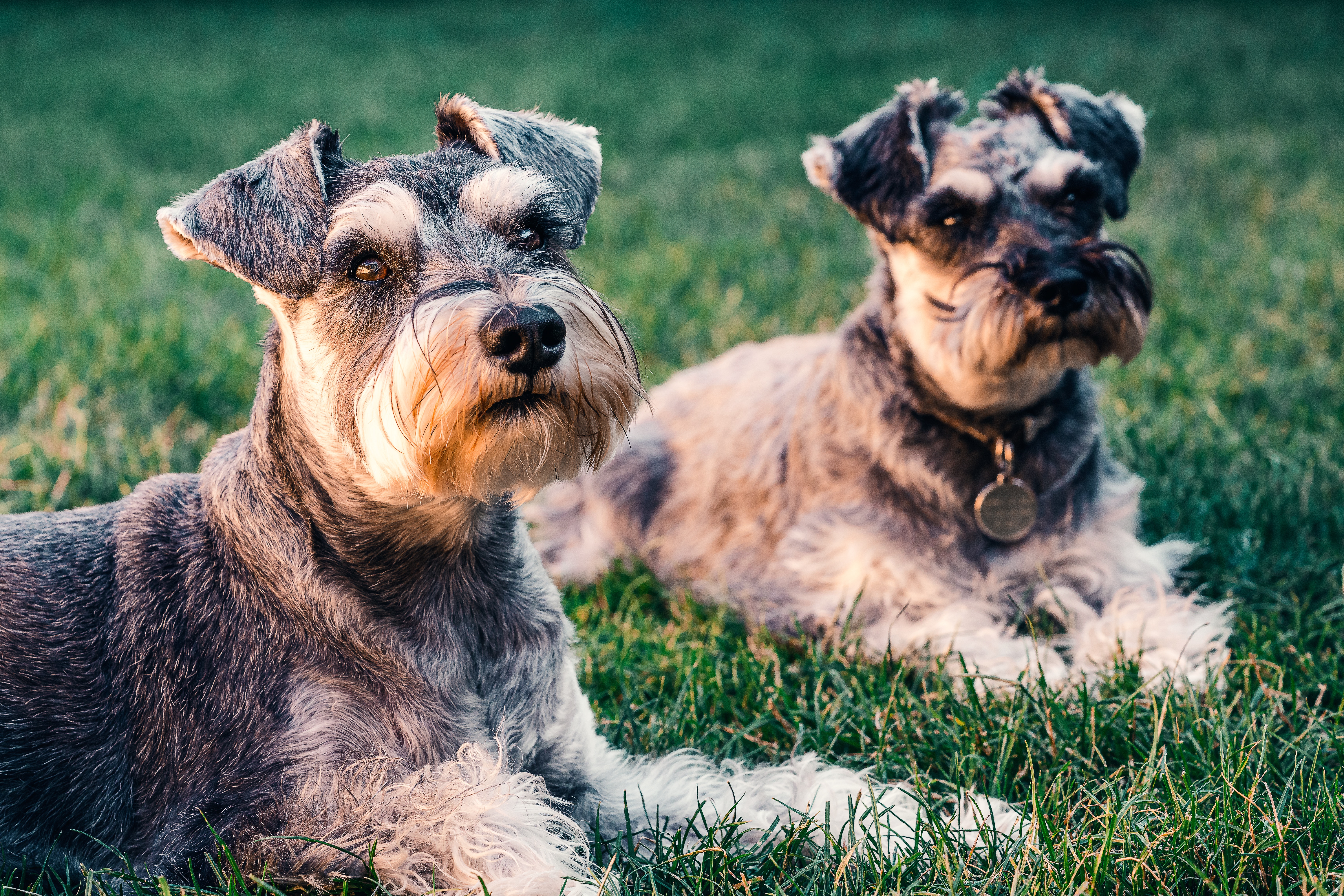 Schnauzer Wallpapers