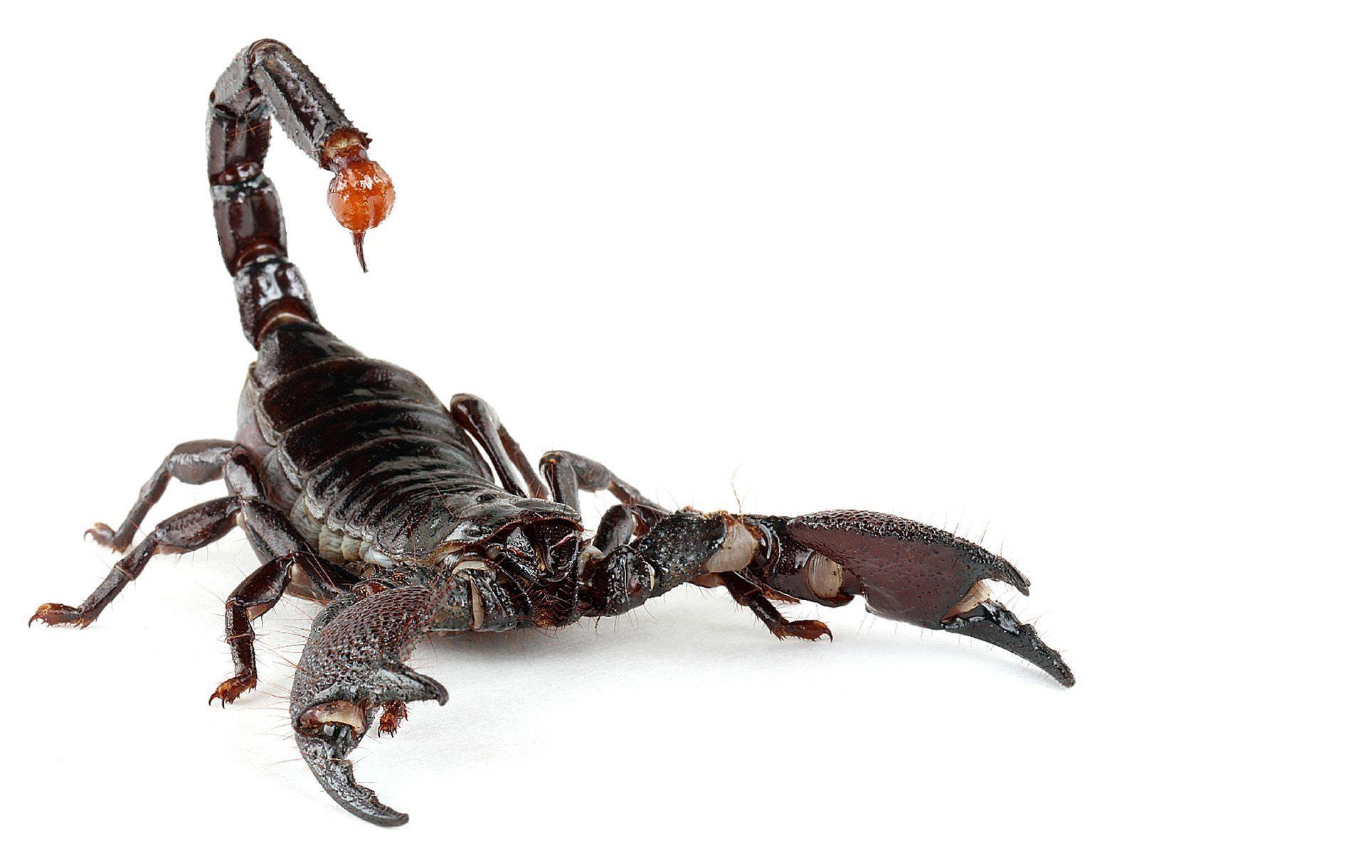 Scorpion Arachnids Wallpapers