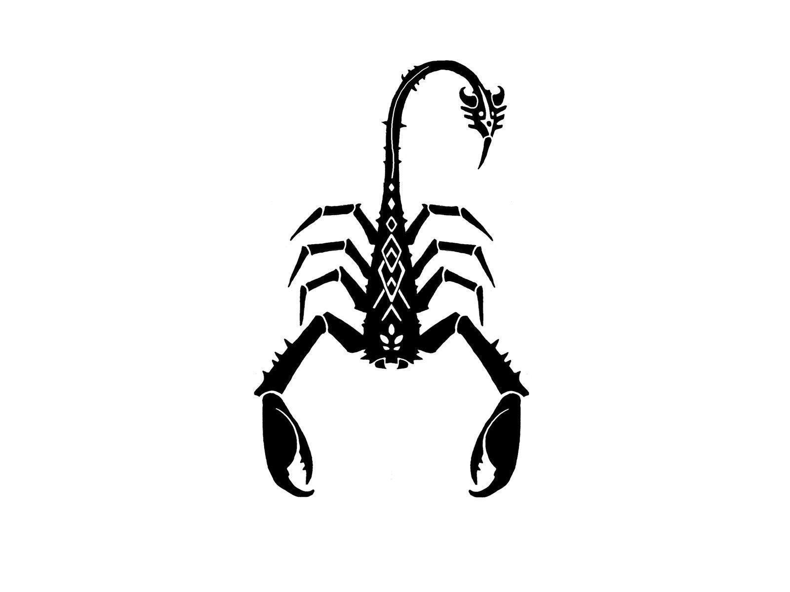 Scorpion Arachnids Wallpapers