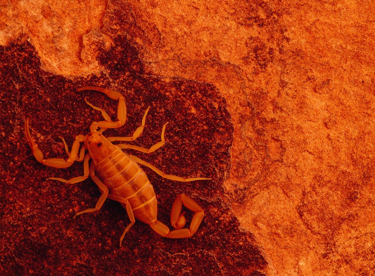 Scorpion Arachnids Wallpapers