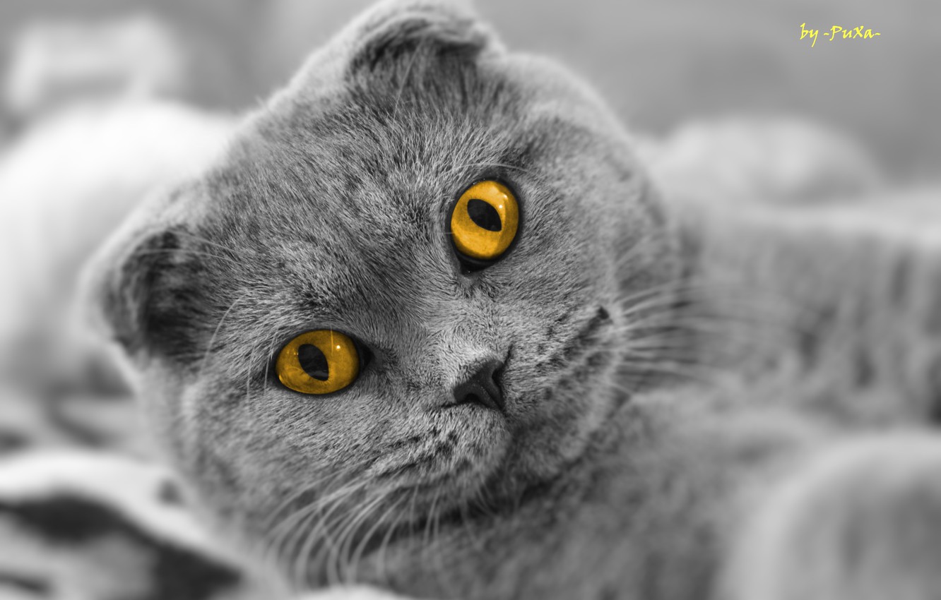 Scottish Fold Wallpapers