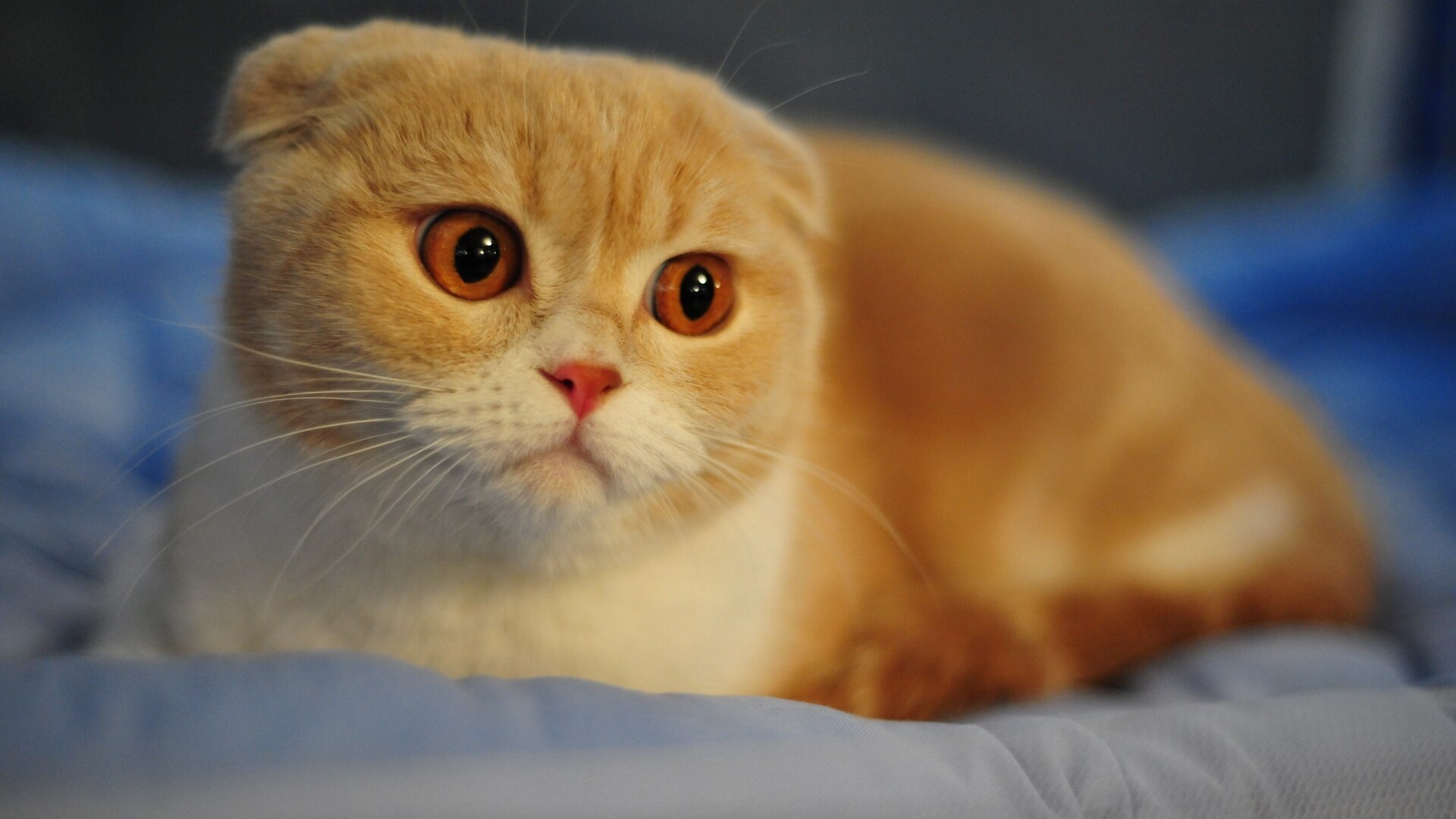 Scottish Fold Wallpapers