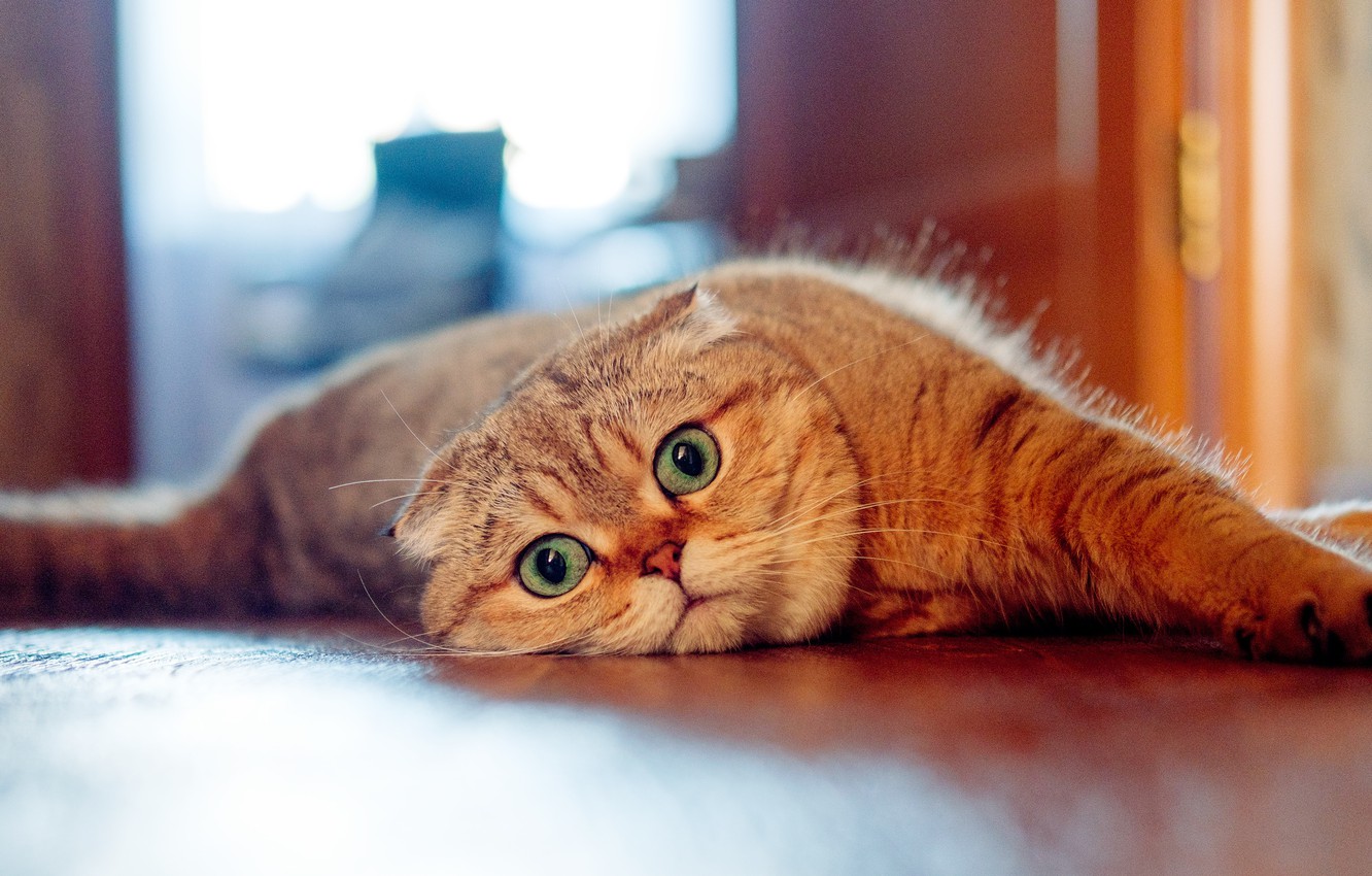 Scottish Fold Wallpapers