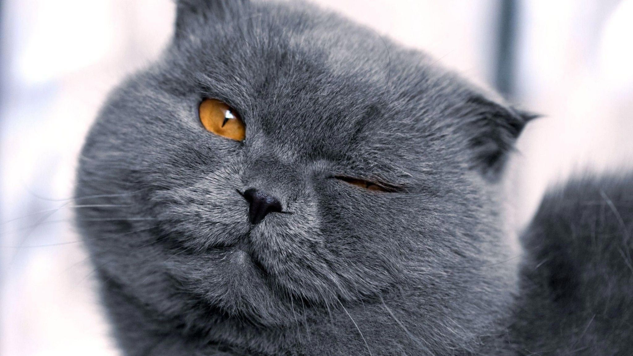 Scottish Fold Wallpapers