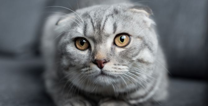 Scottish Fold Wallpapers