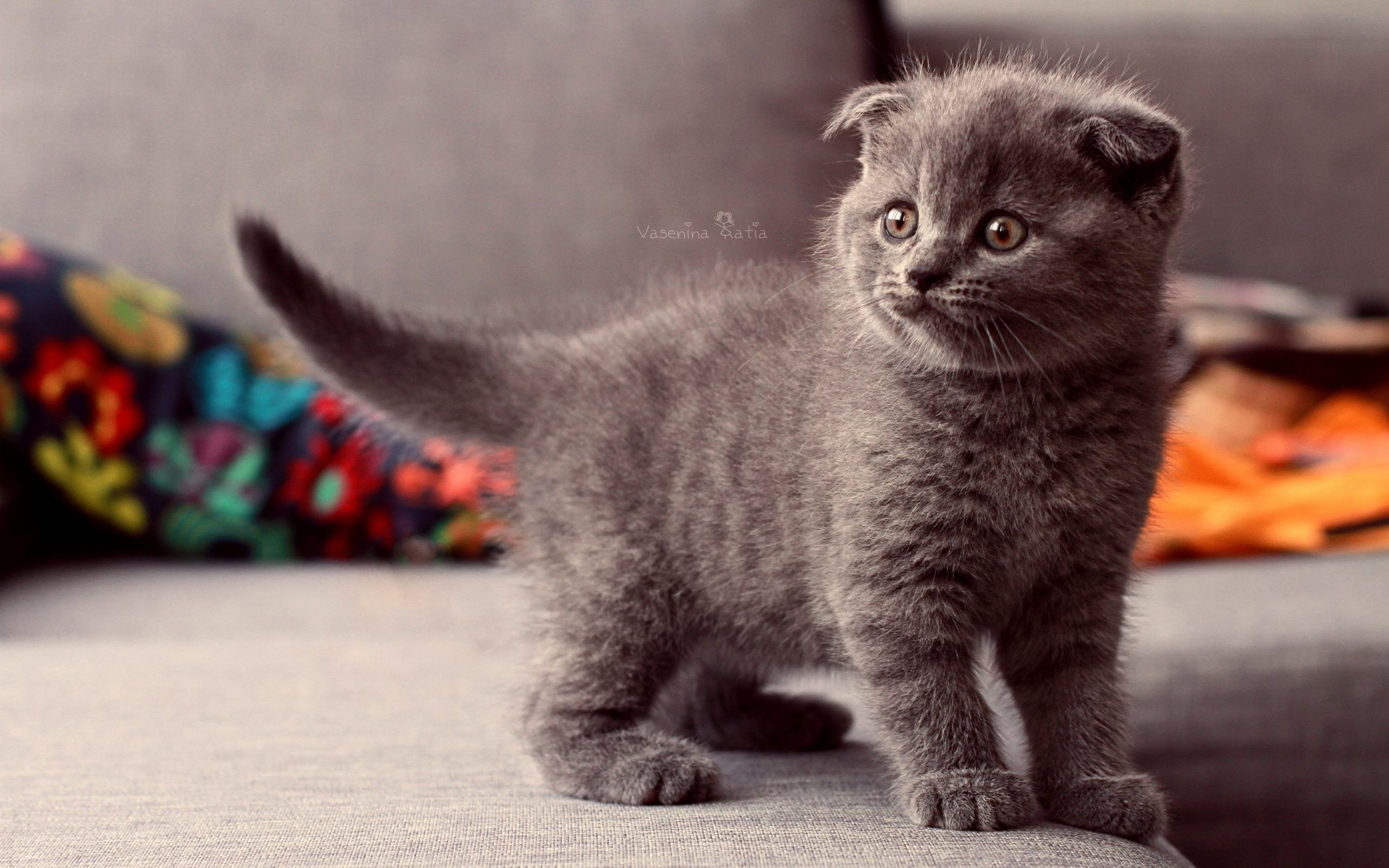 Scottish Fold Wallpapers