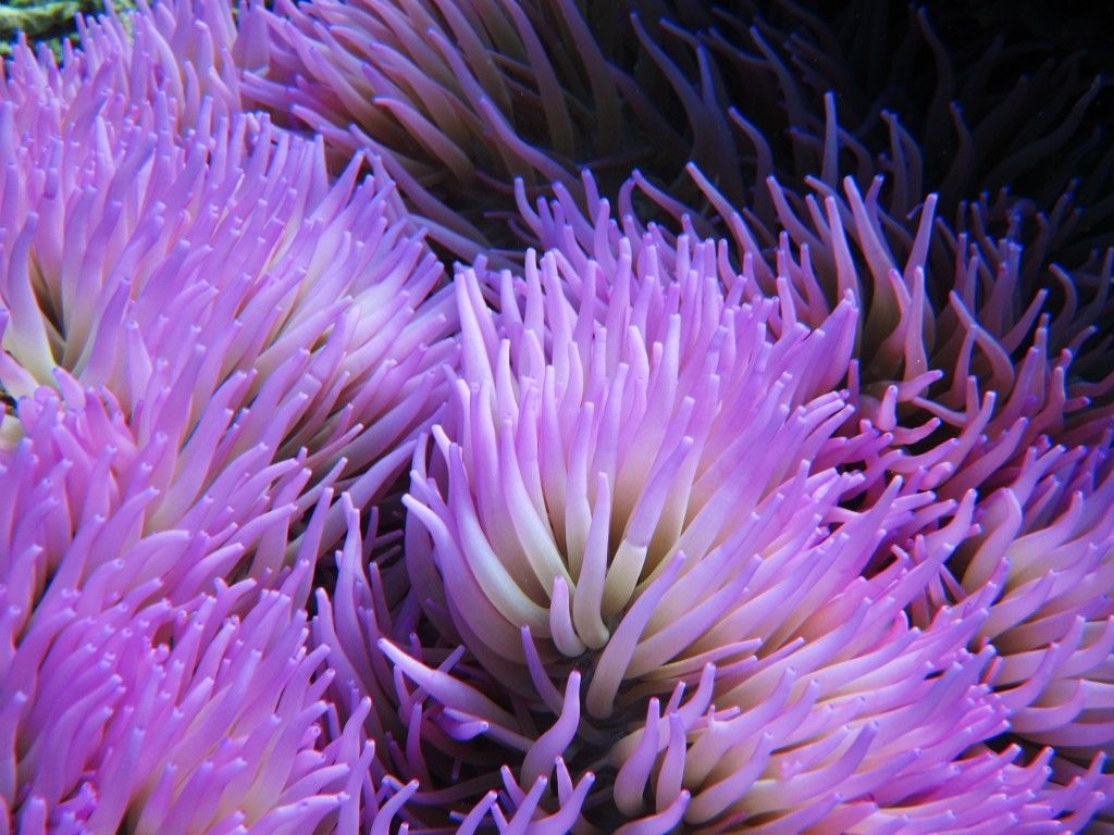 Sea Anemone Wallpapers