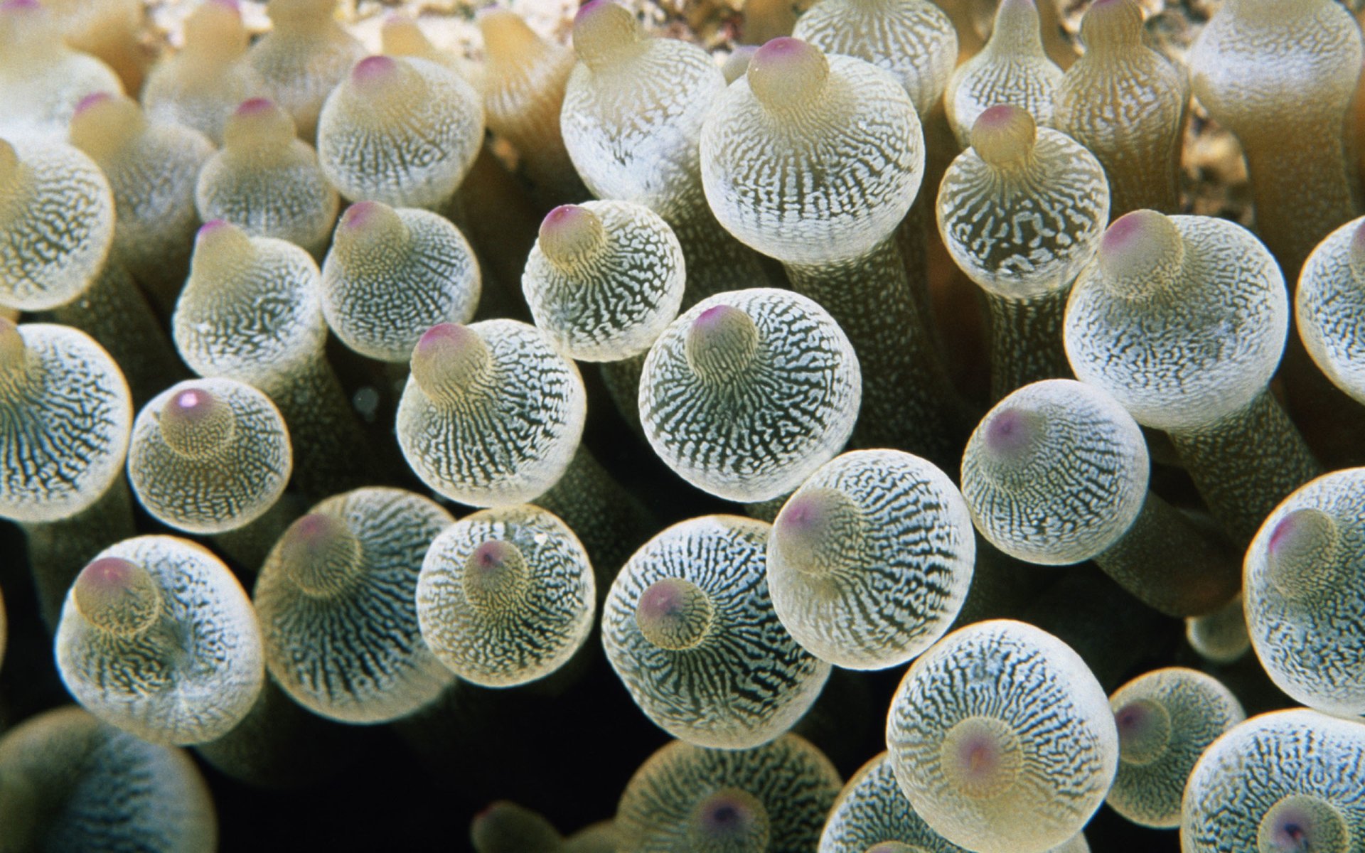 Sea Anemone Wallpapers