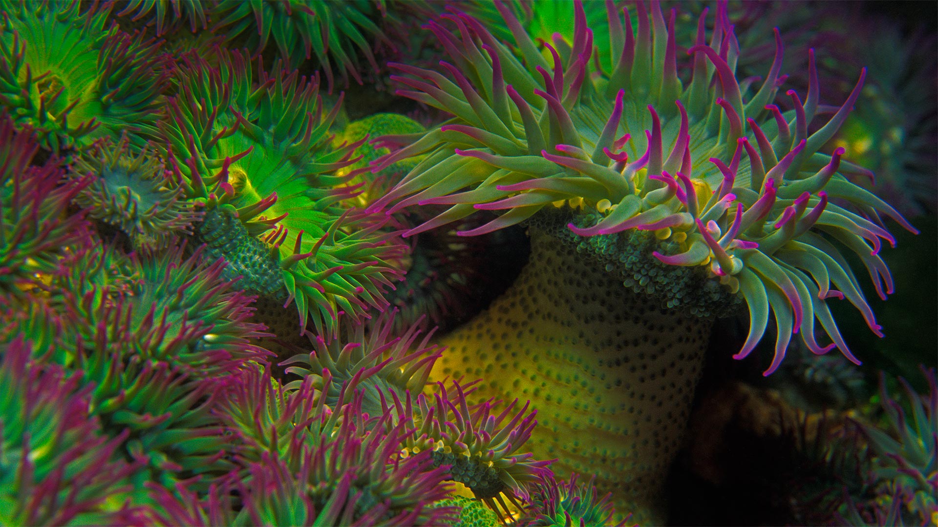 Sea Anemone Wallpapers