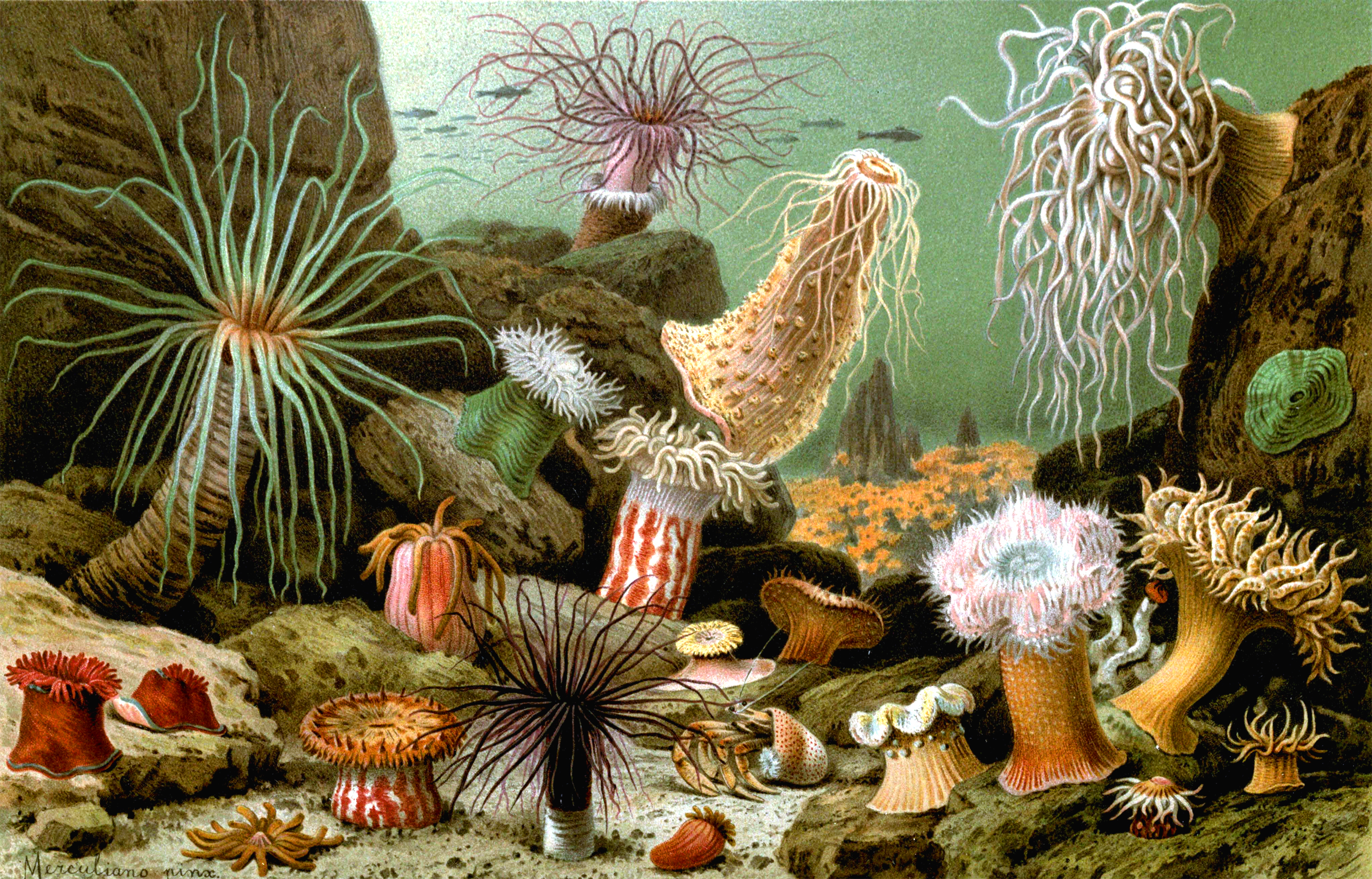 Sea Anemone Wallpapers