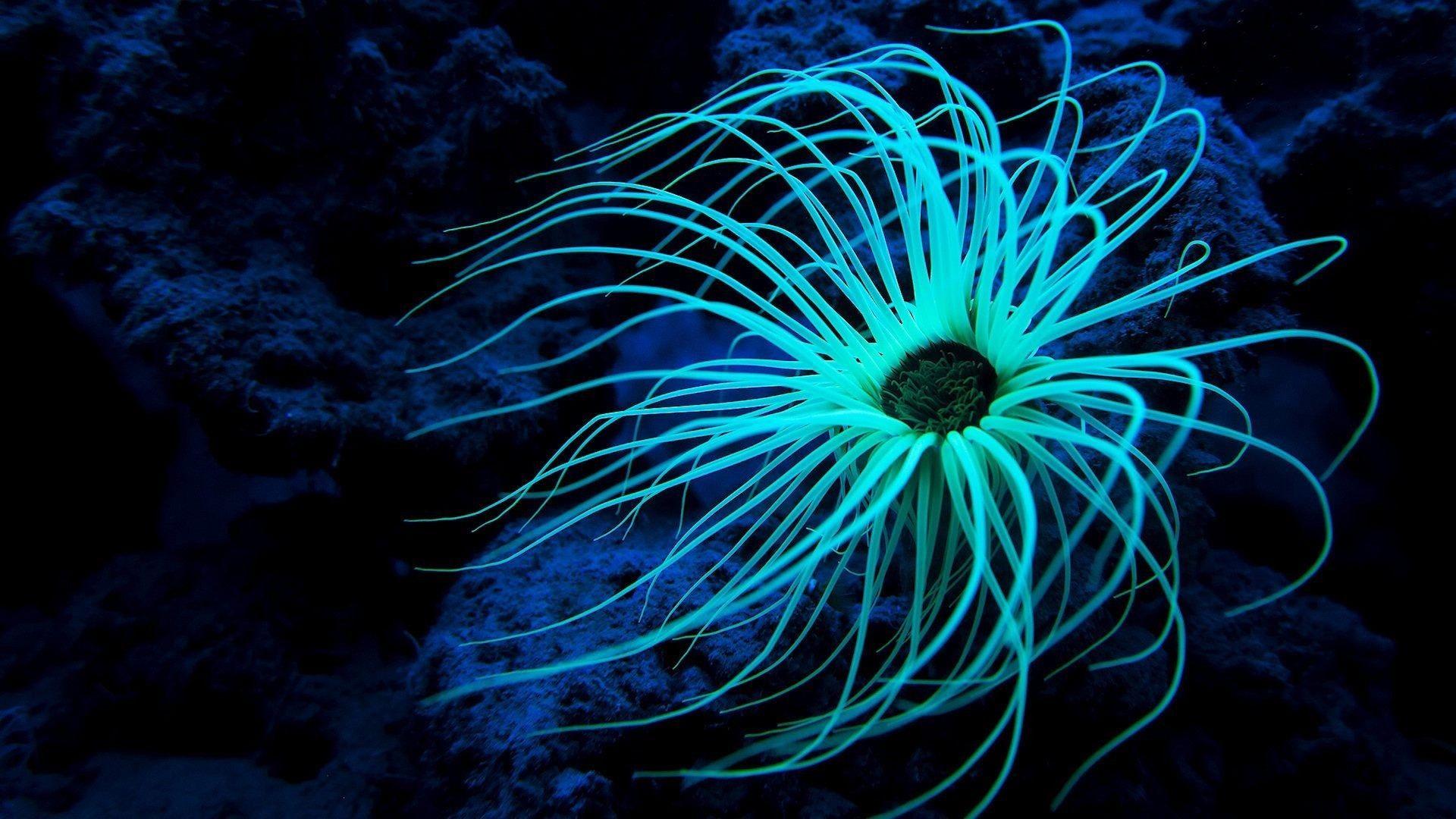 Sea Anemone Wallpapers