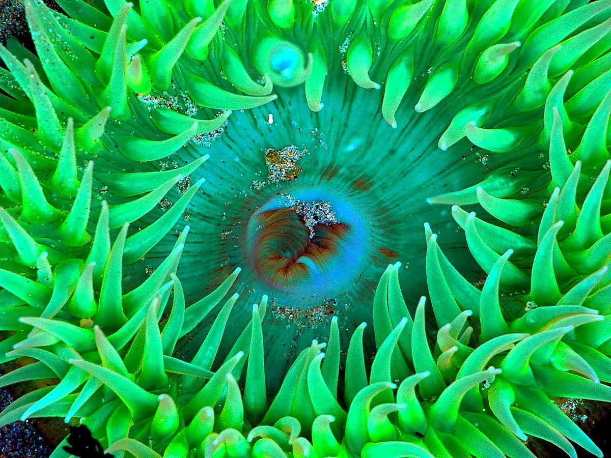 Sea Anemone Wallpapers