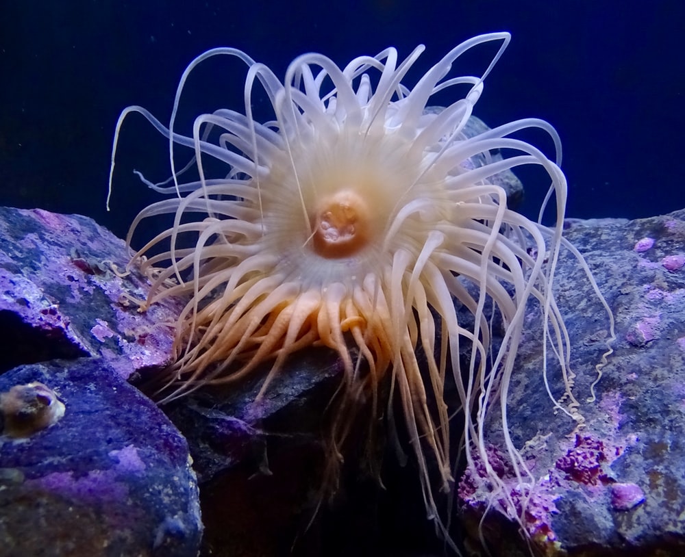 Sea Anemone Wallpapers