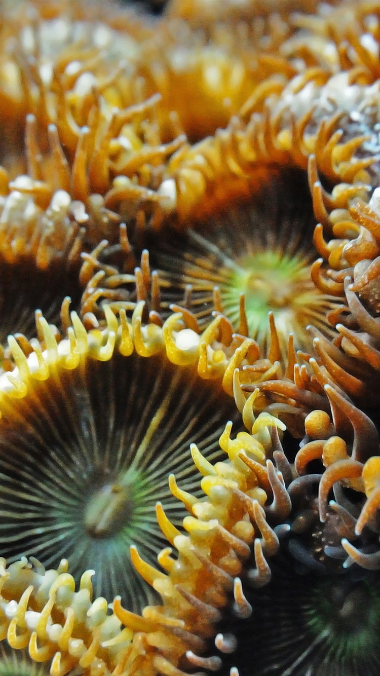 Sea Anemone Wallpapers