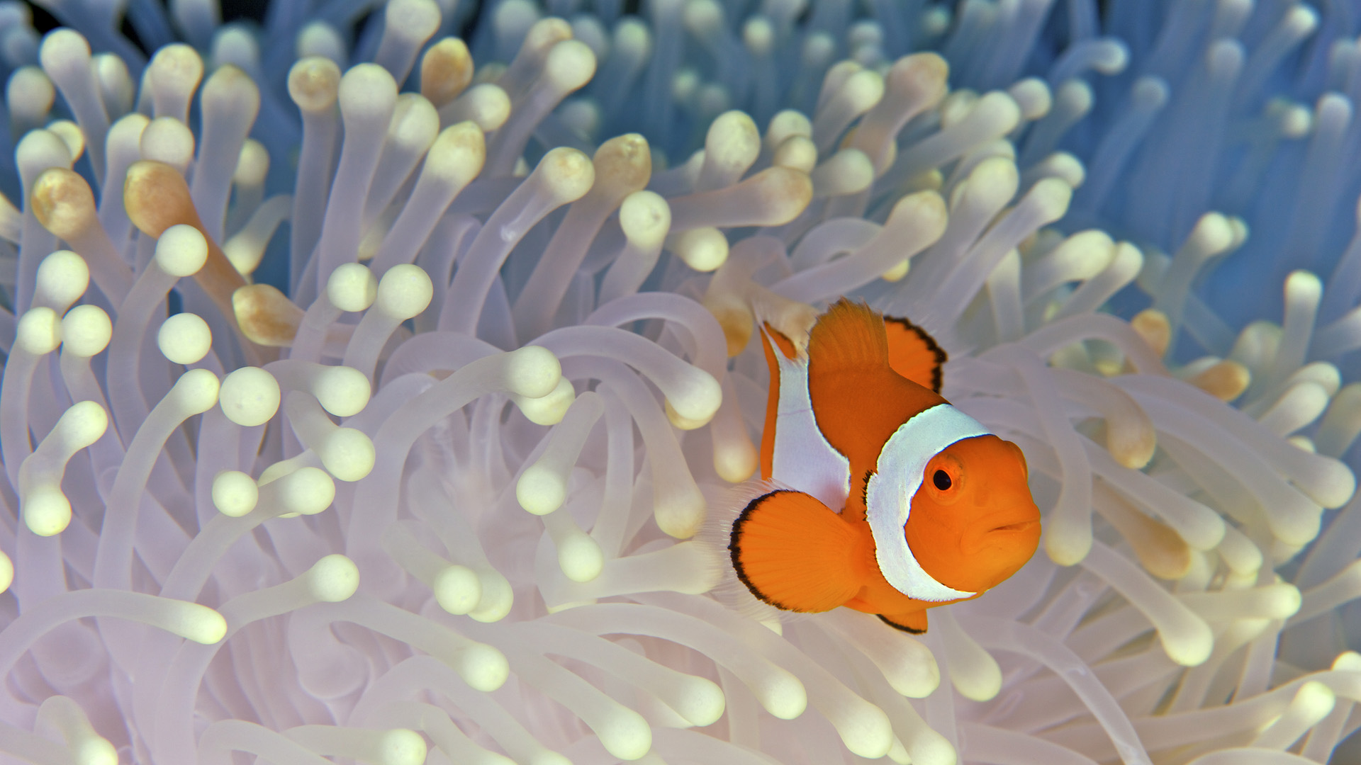 Sea Anemone Wallpapers